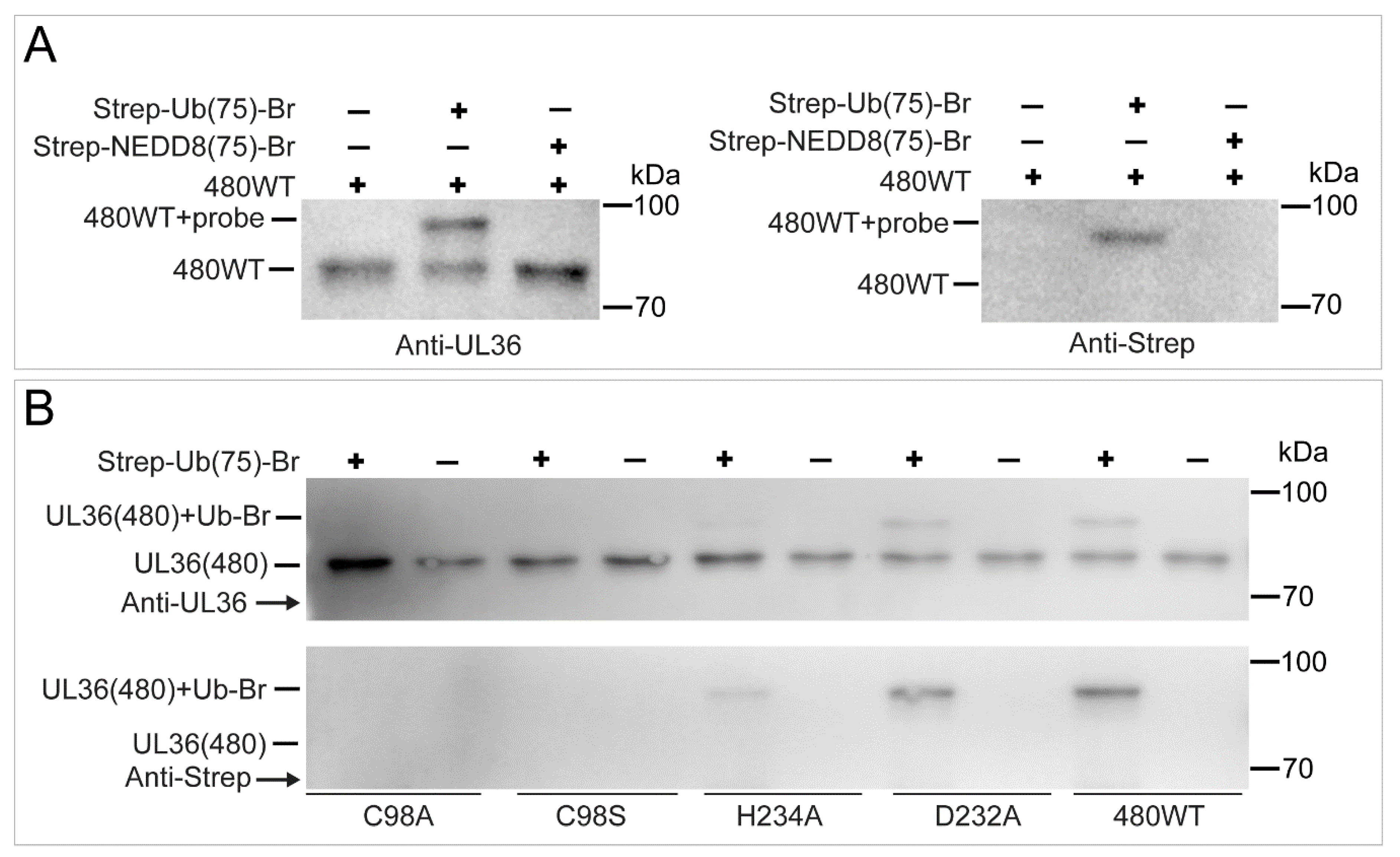 Ijms 21 01783 g007 Ijms 21 01783 g007