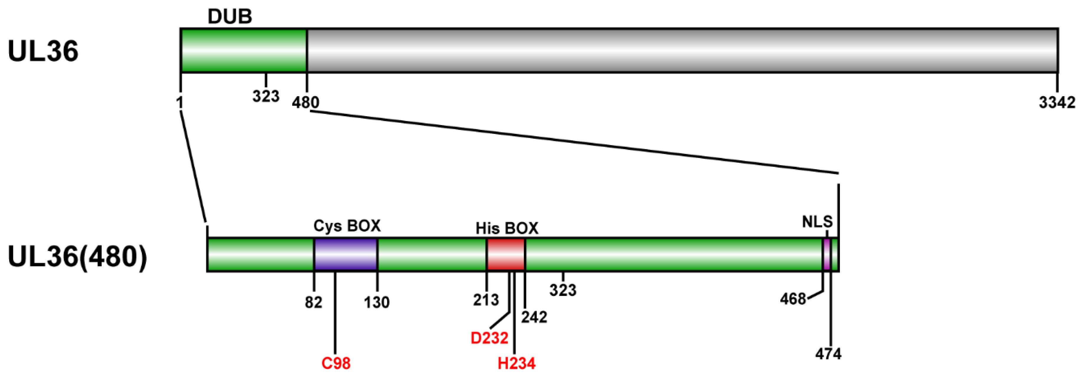 Ijms 21 01783 g010 Ijms 21 01783 g010