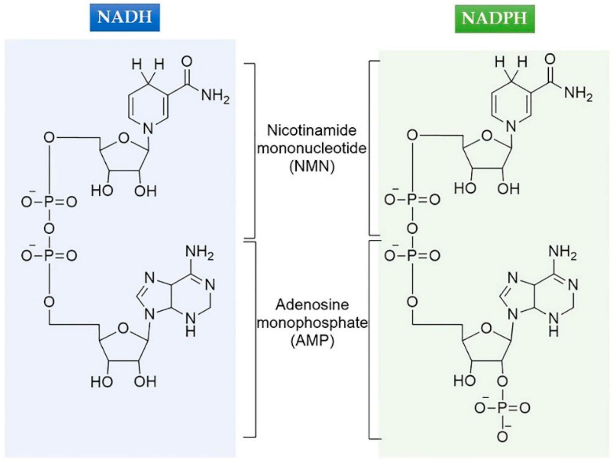 Переносчики надф. NADH/nad+ биохимия. НАДФ надфн2 формула. NADH И NADPH. Строение надн2.