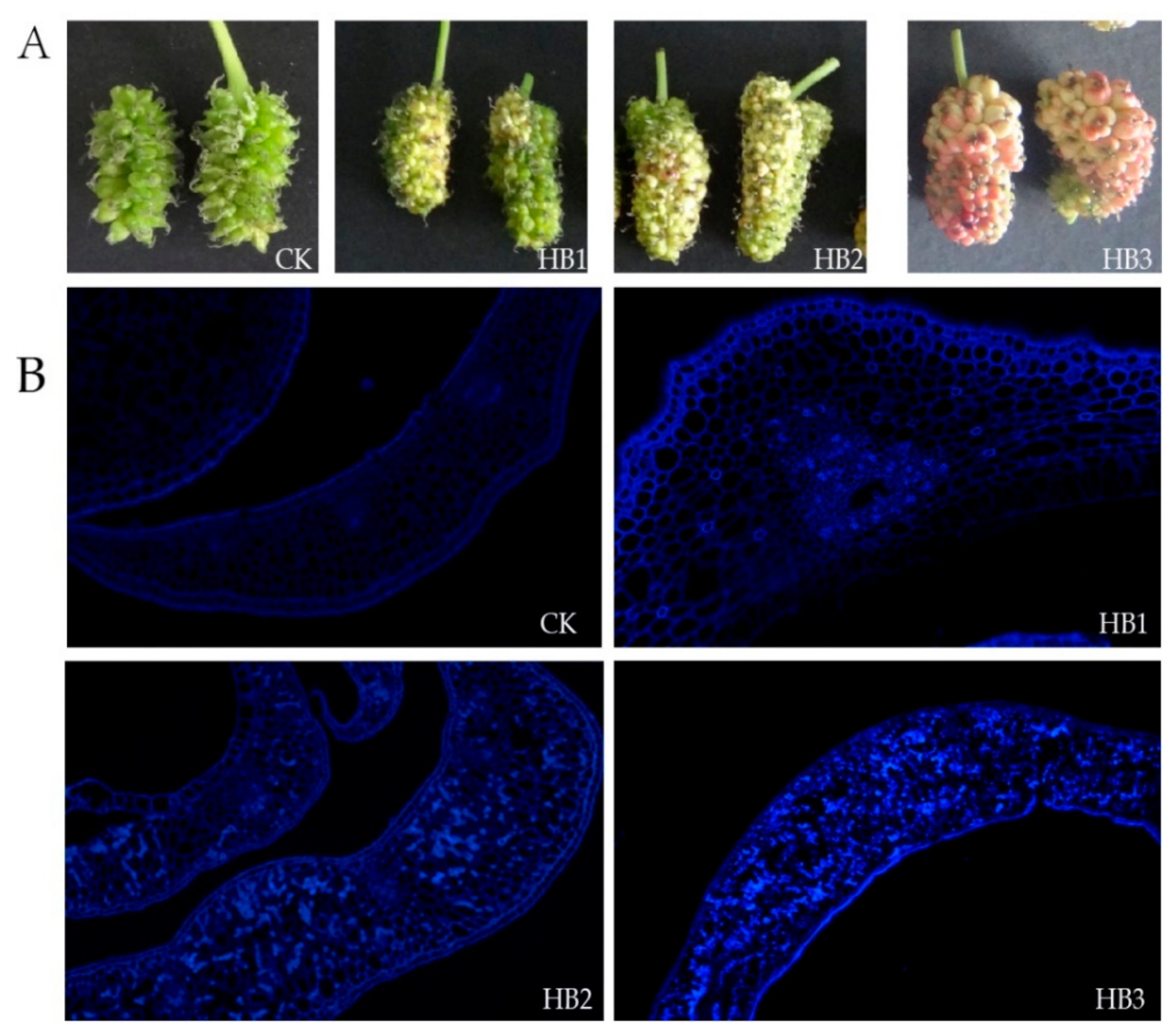 Ijms 21 01789 g001 Ijms 21 01789 g001