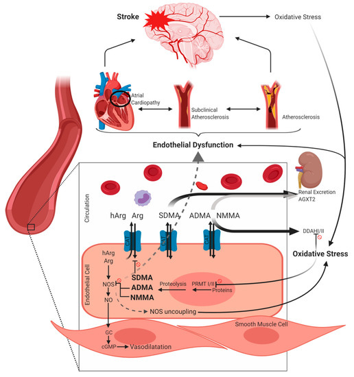 IJMS Free FullText Arginine Derivatives in Cerebrovascular
