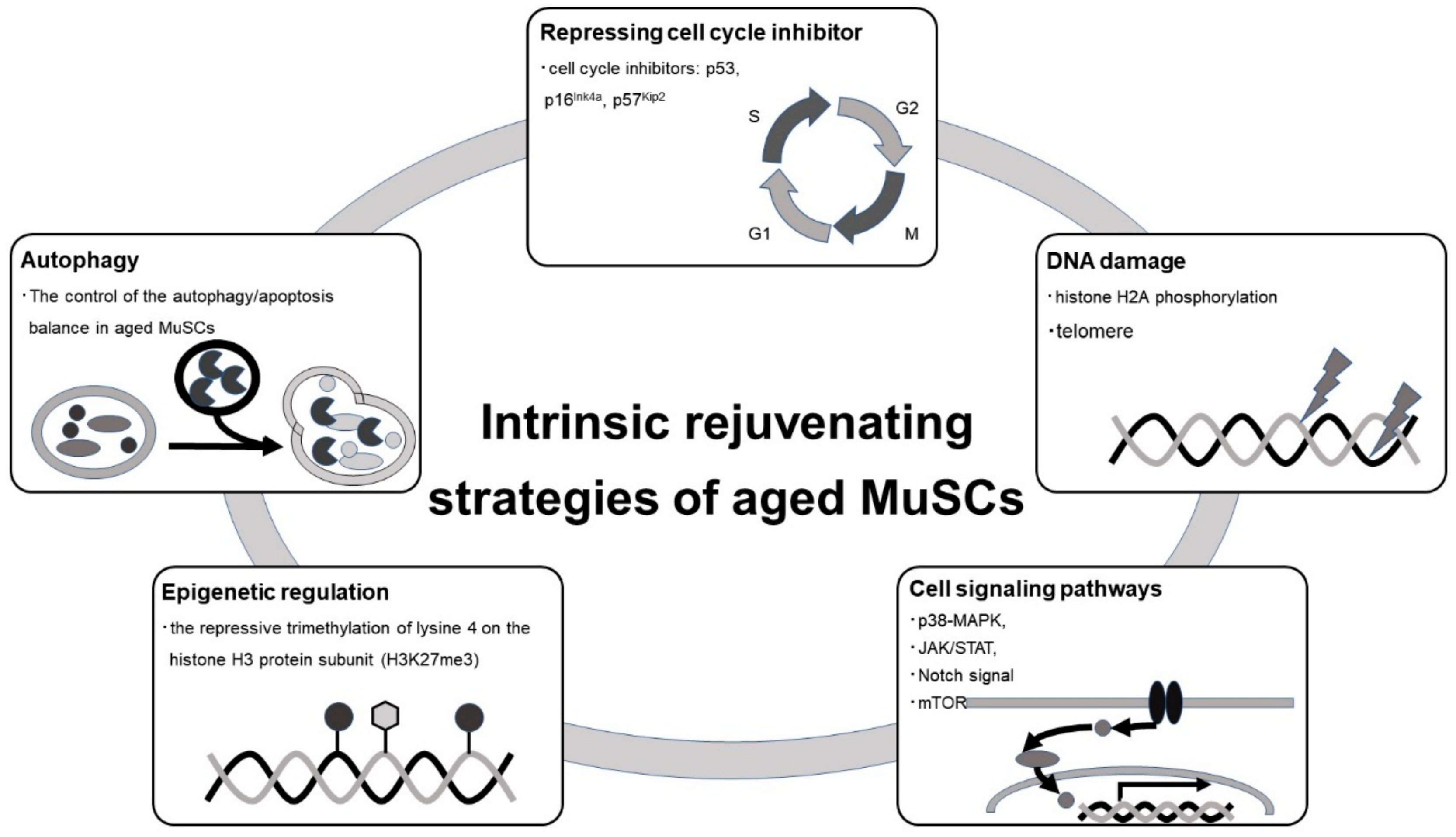 Ijms 21 01830 g003 Ijms 21 01830 g003