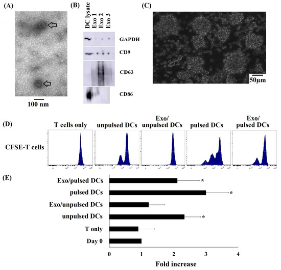 IJMS | Free Full-Text | Induction of Antitumor Immunity by Exosomes ...