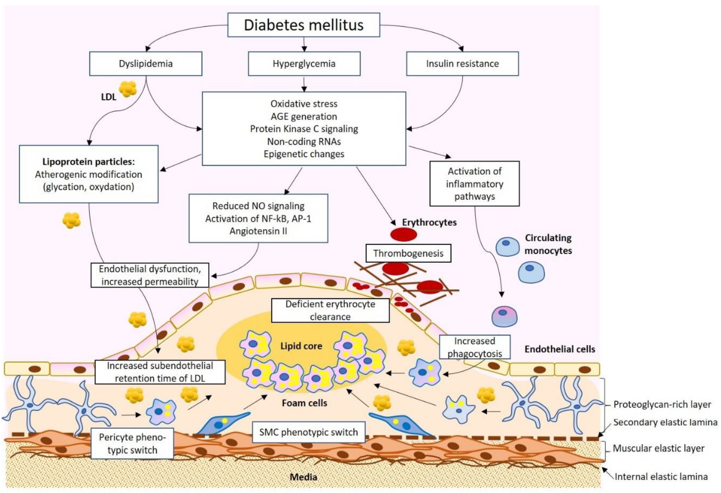 diabetes connection