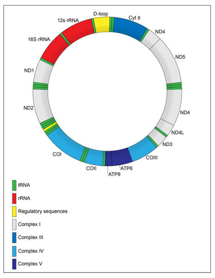 IJMS | Free Full-Text | Mitochondrial Epigenetics: Non-Coding RNAs as a