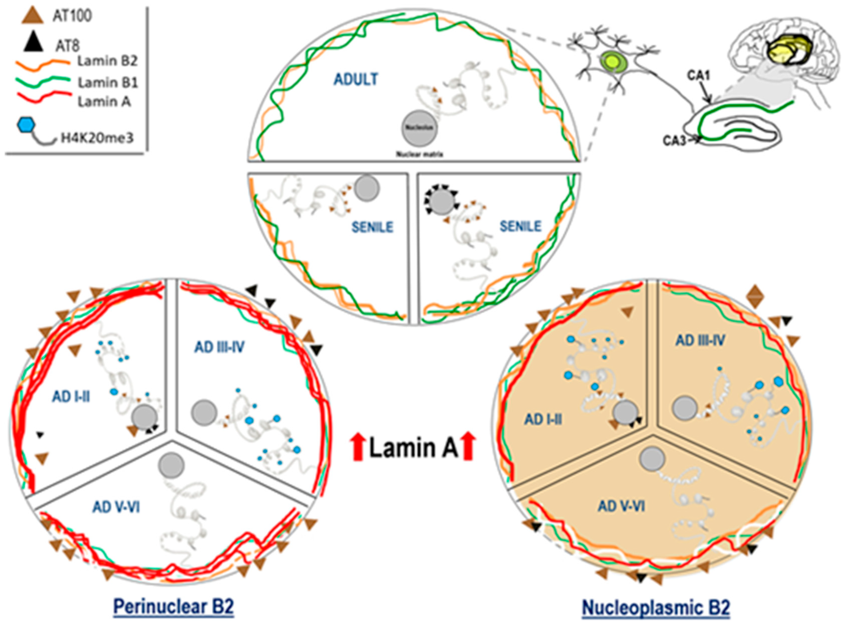 Ijms 21 01841 g008 Ijms 21 01841 g008