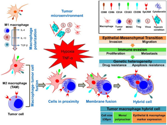 Tumor Cells With Macrophages Encyclopedia