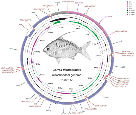 IJMS | Free Full-Text | Comparative Analysis of Complete 