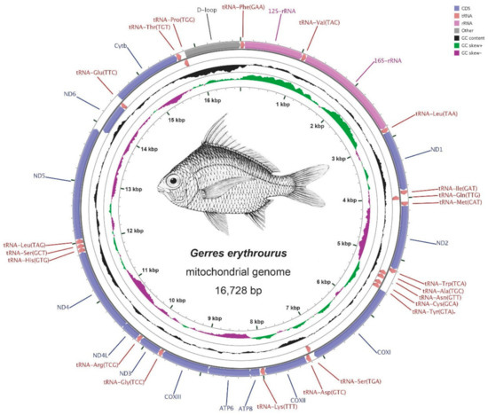 IJMS | Free Full-Text | Comparative Analysis of Complete 