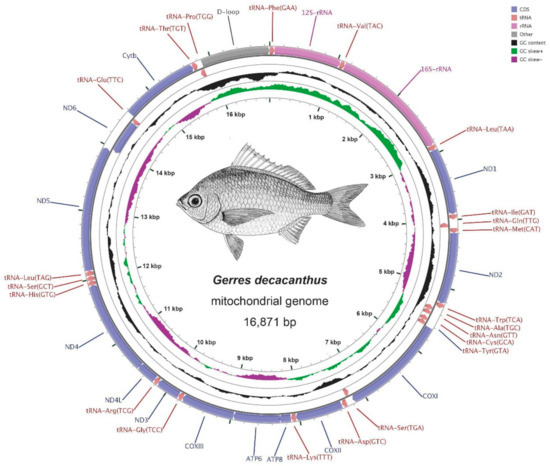 IJMS | Free Full-Text | Comparative Analysis of Complete 