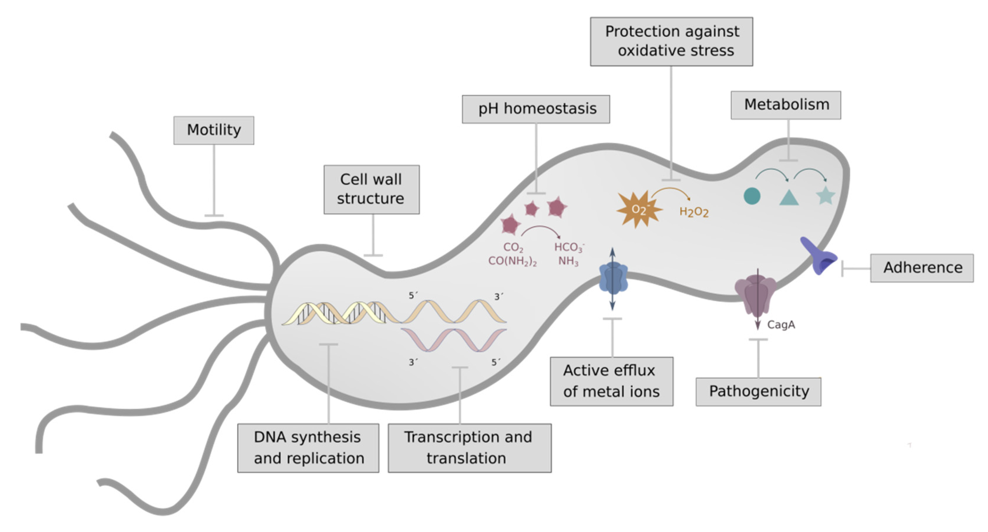 Enzymes During Photosynthesis Antibodies For Fighting Infection 33+ Pages Explanation [1.6mb] - Latest Update 