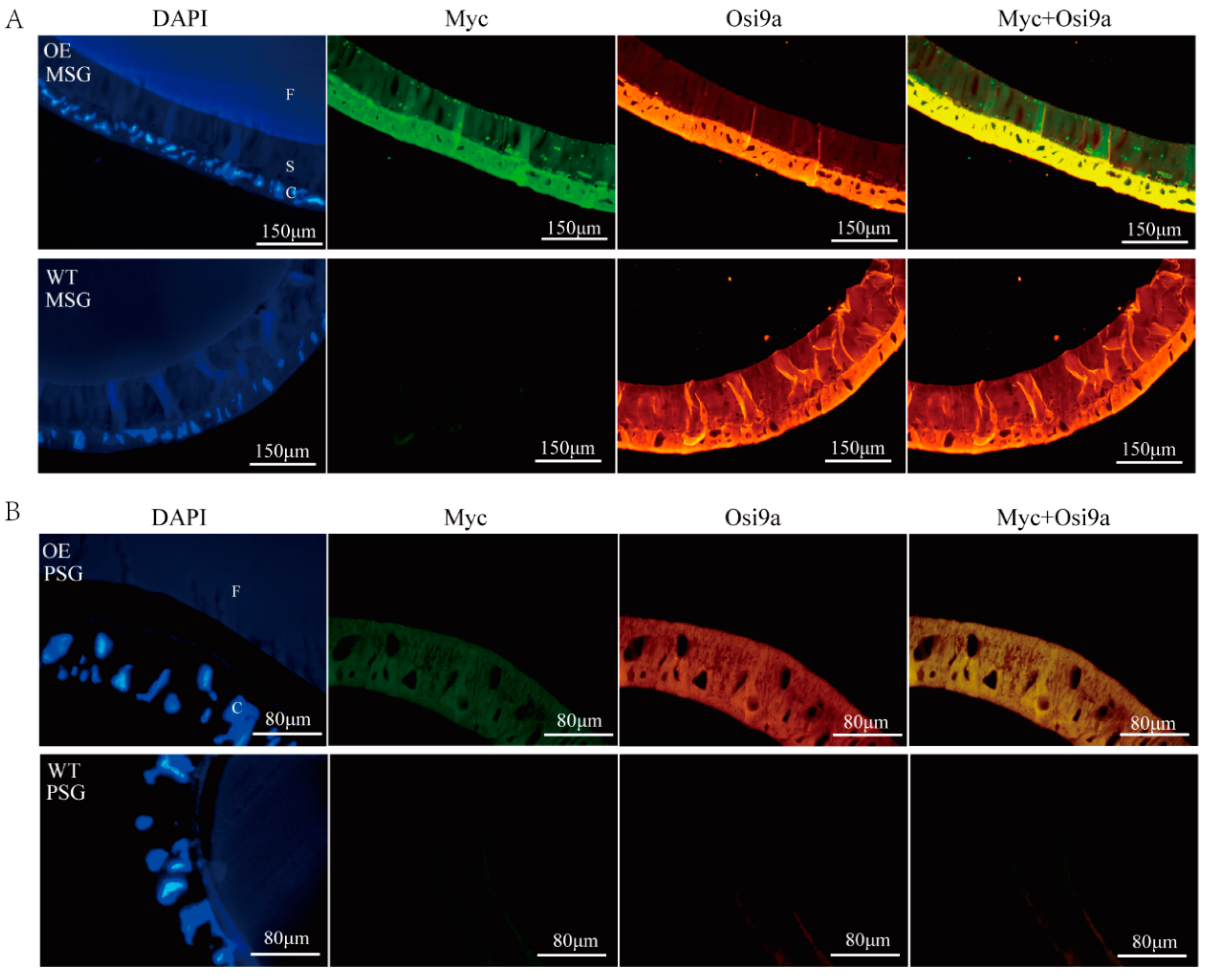 Ijms 21 01888 g002 Ijms 21 01888 g002