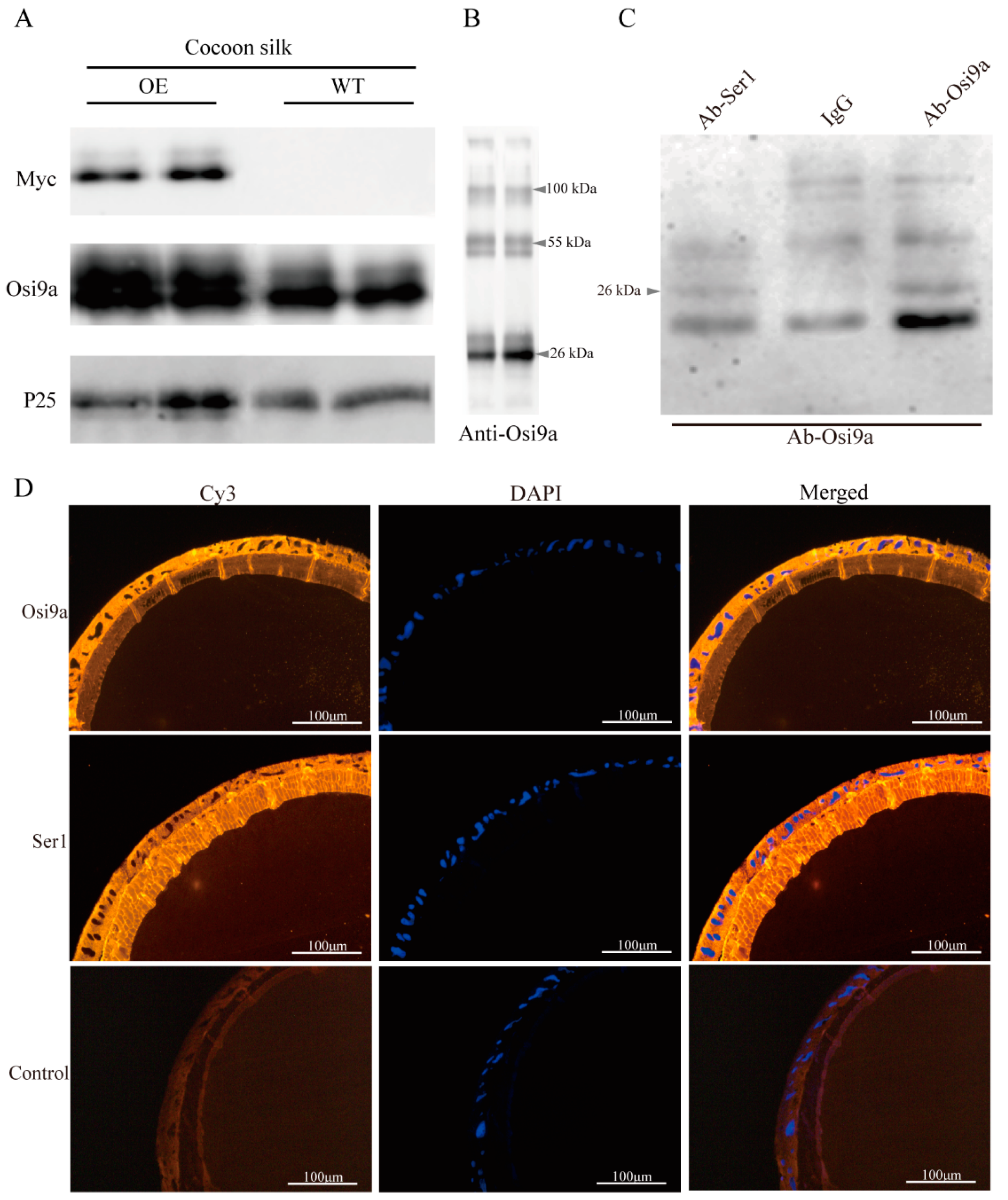 Ijms 21 01888 g003 Ijms 21 01888 g003