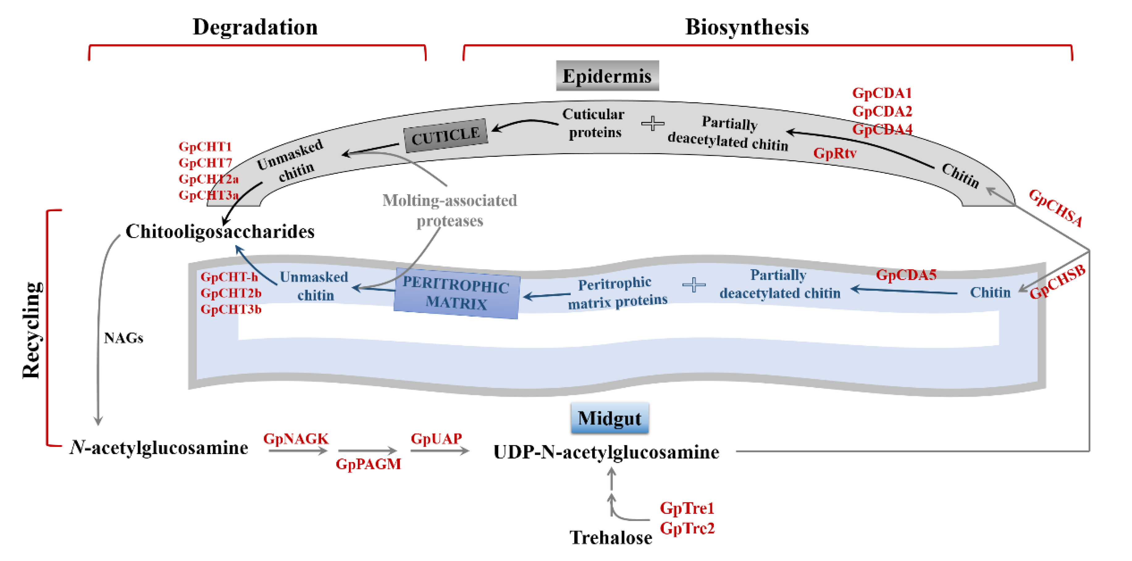 Ijms 21 01904 g008 Ijms 21 01904 g008