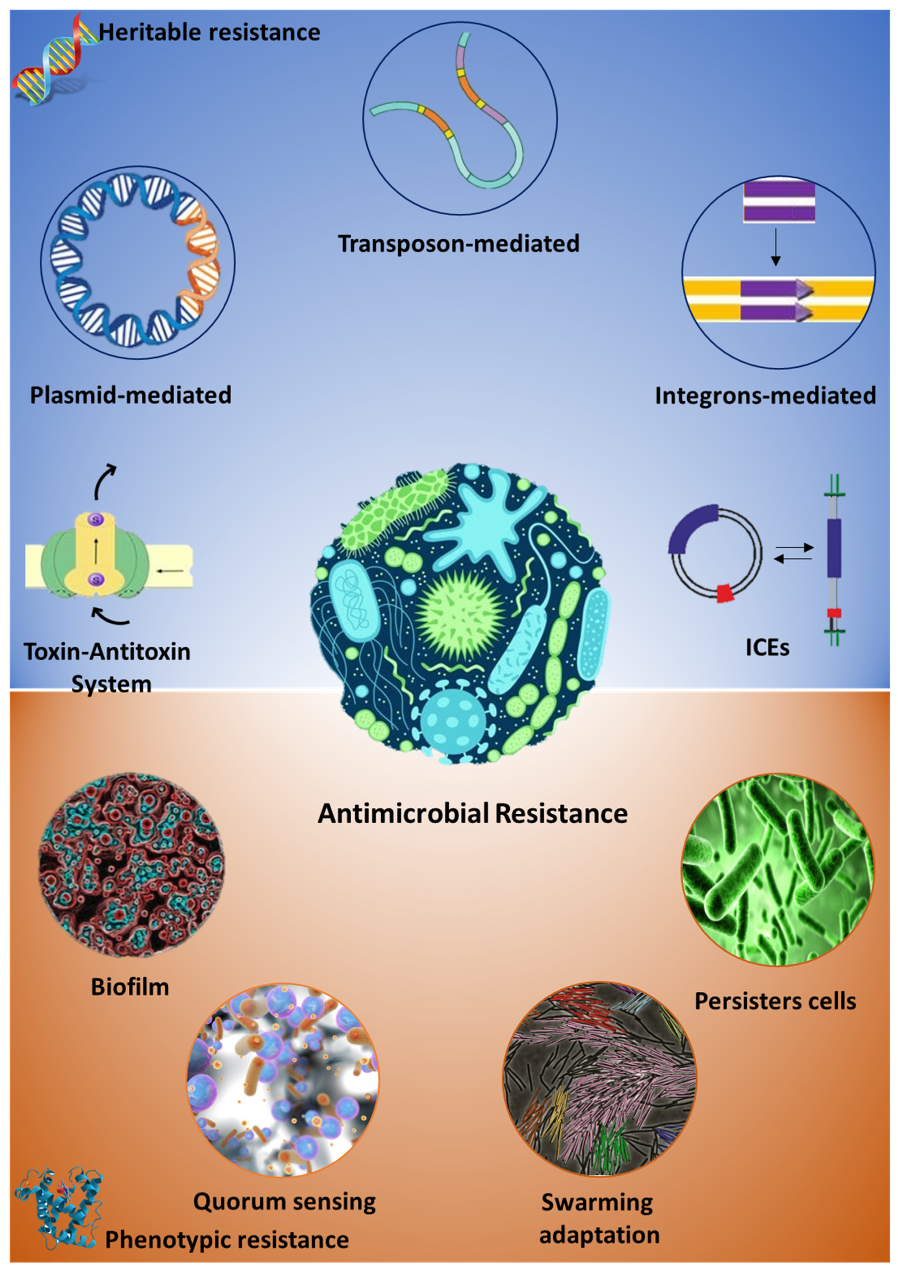 Staphylococcus, Description, Characteristics, Diseases, & Antibiotic  Resistance