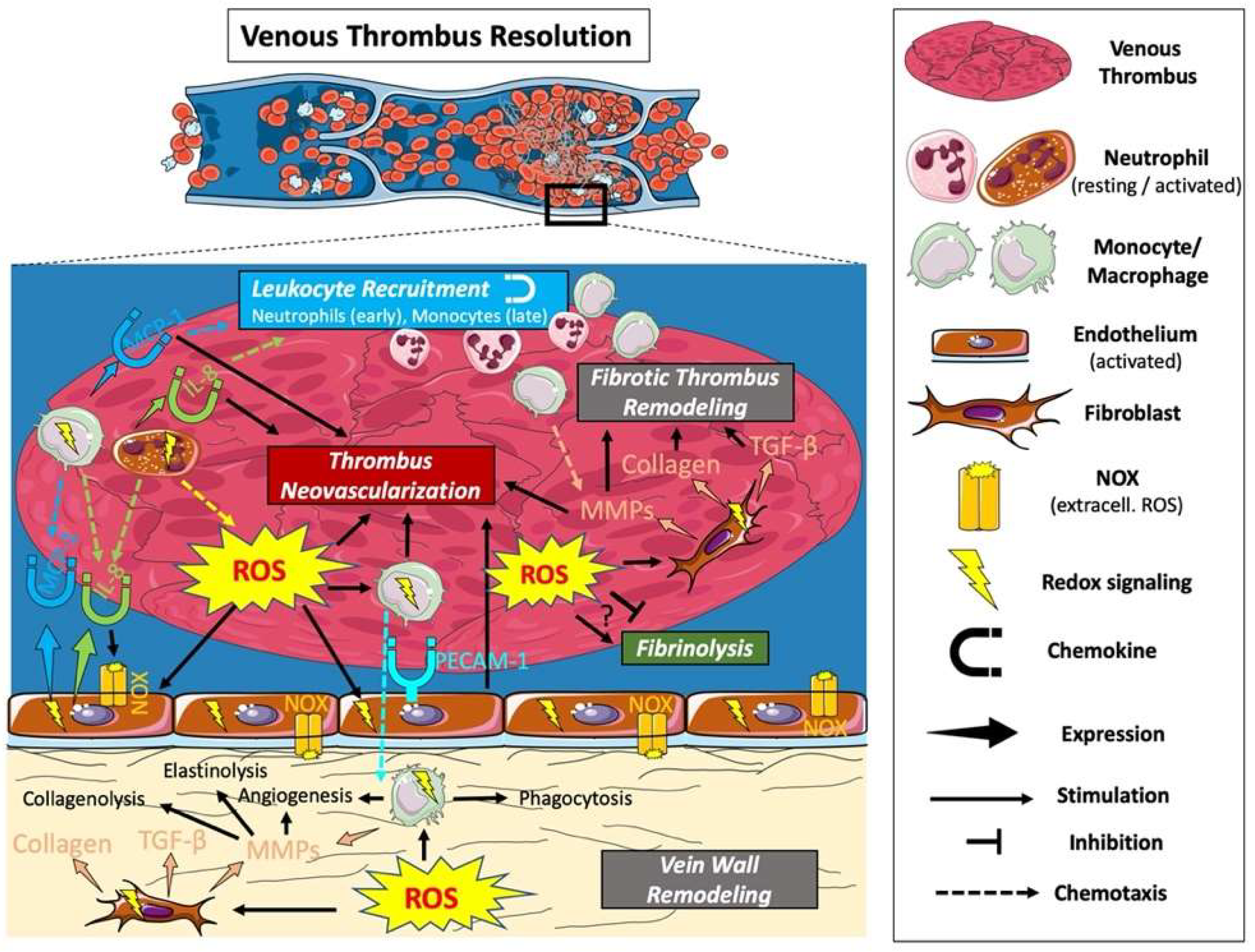 Ijms 21 01918 g003 Ijms 21 01918 g003