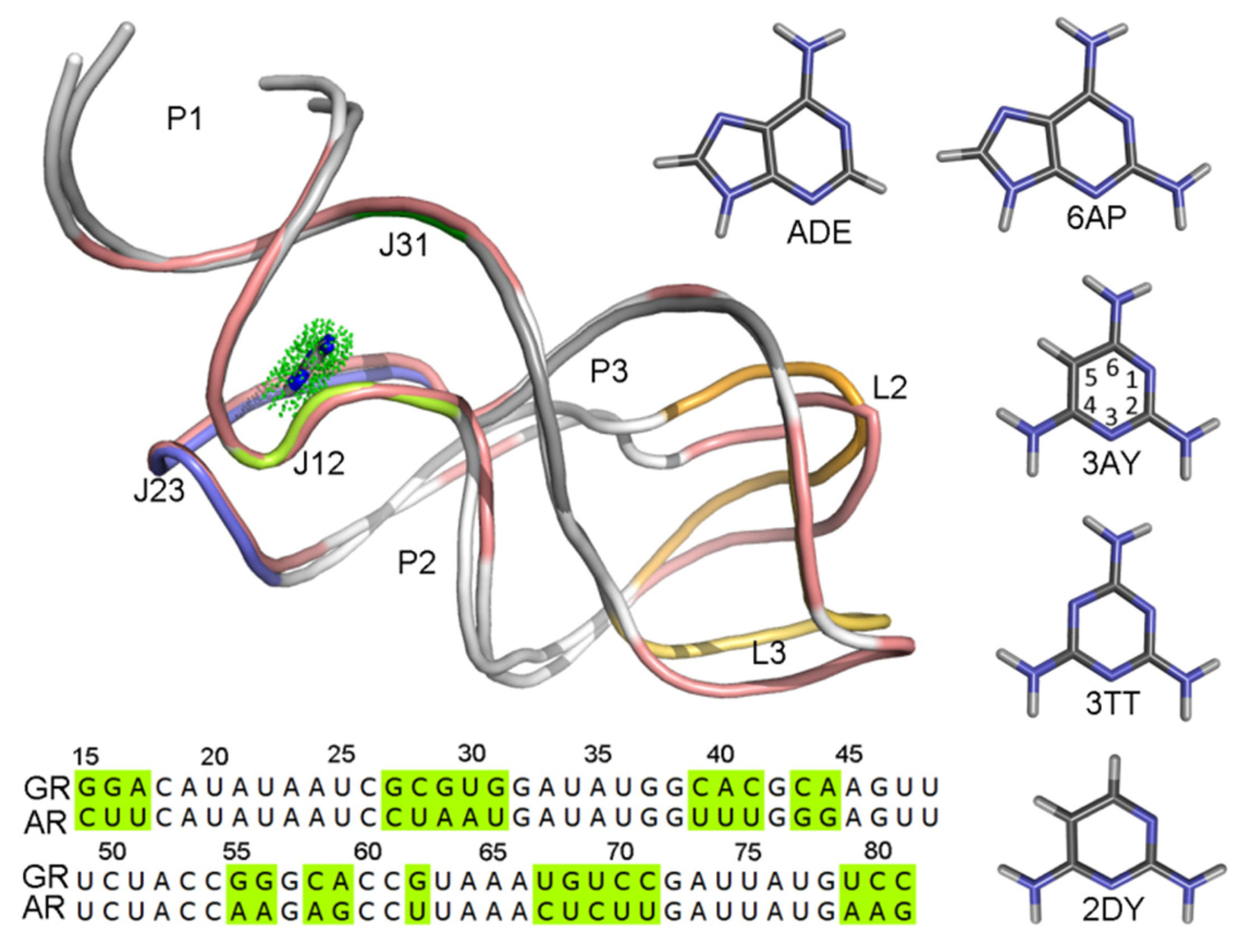 Binding types. Transferrin mechanism of Binding Ferrum.