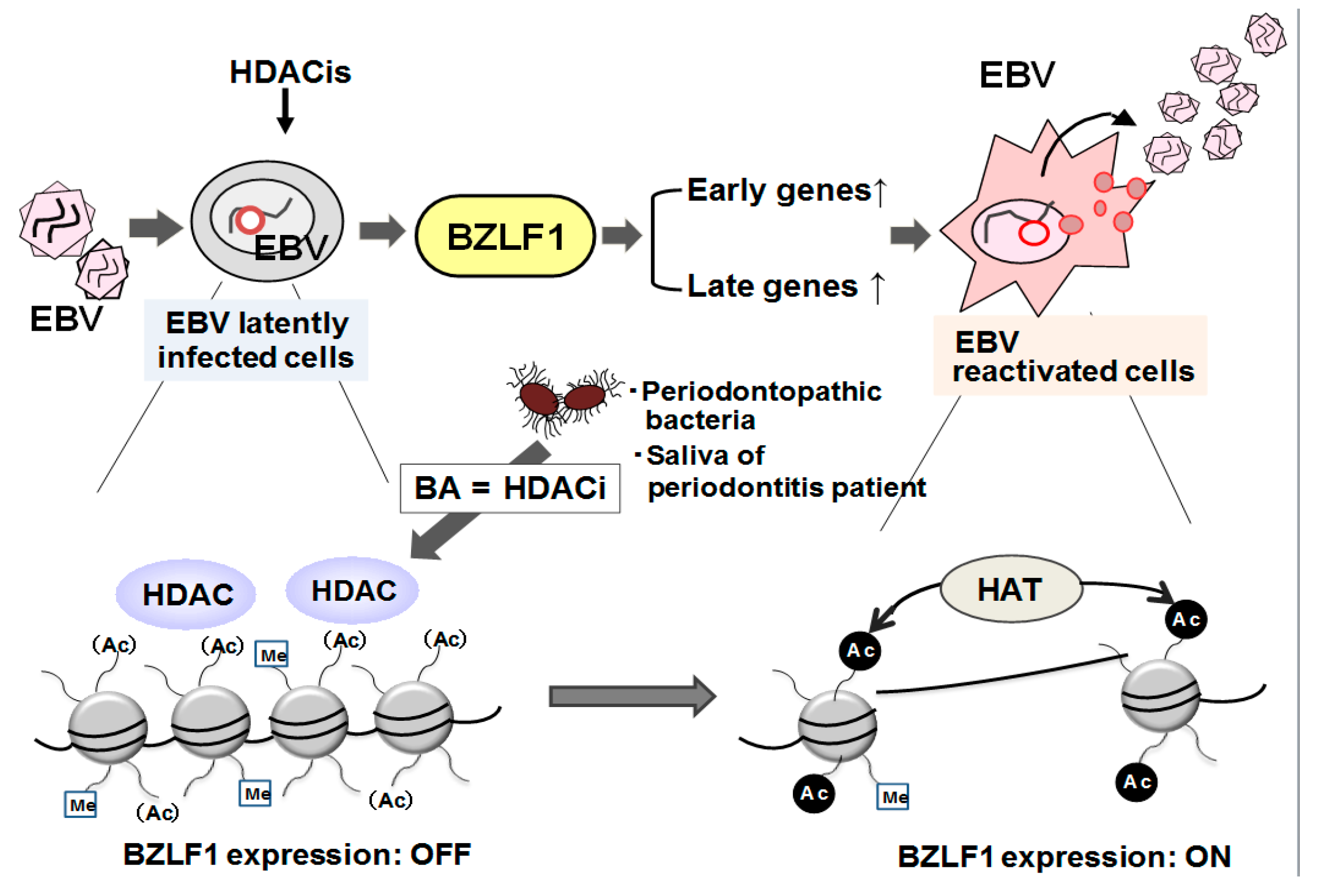 Ijms 21 01940 g002 Ijms 21 01940 g002
