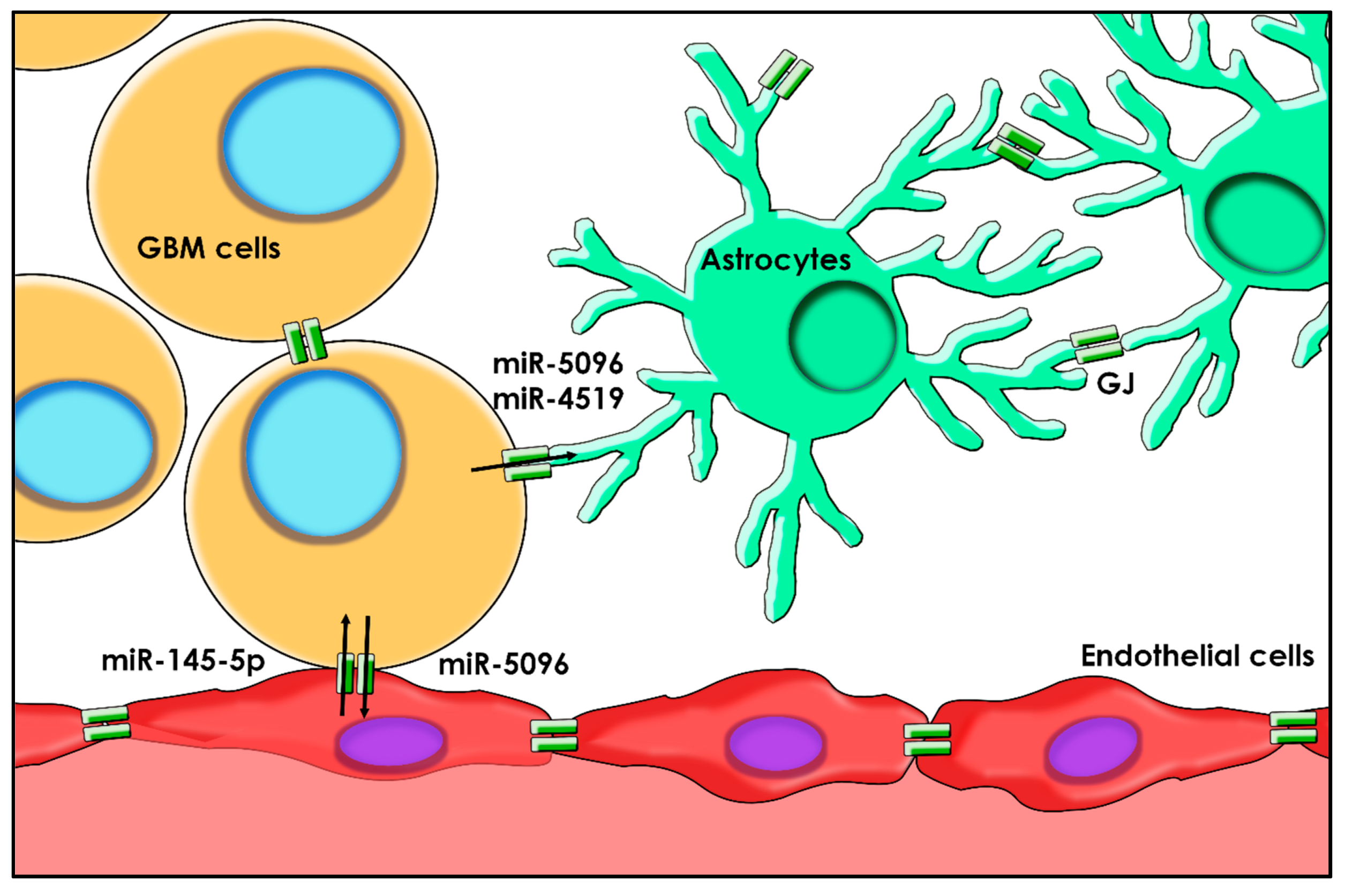 ヒデ The Roles of miRNA in Glioblastoma Tumor Cell Communication