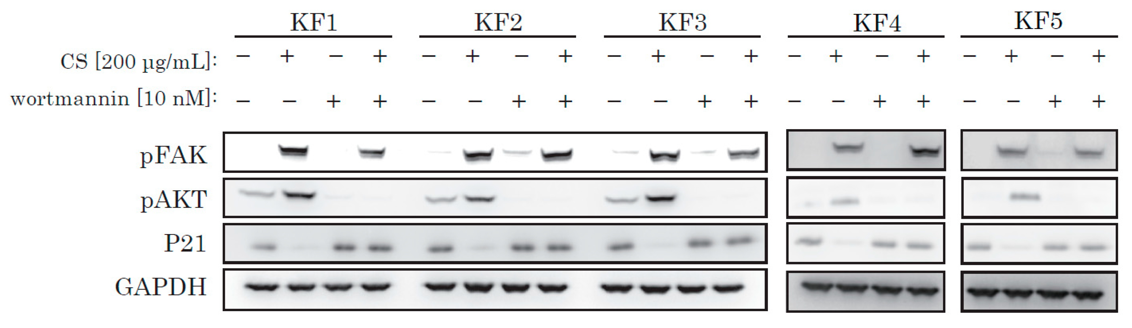 Ijms 21 01955 g005 Ijms 21 01955 g005