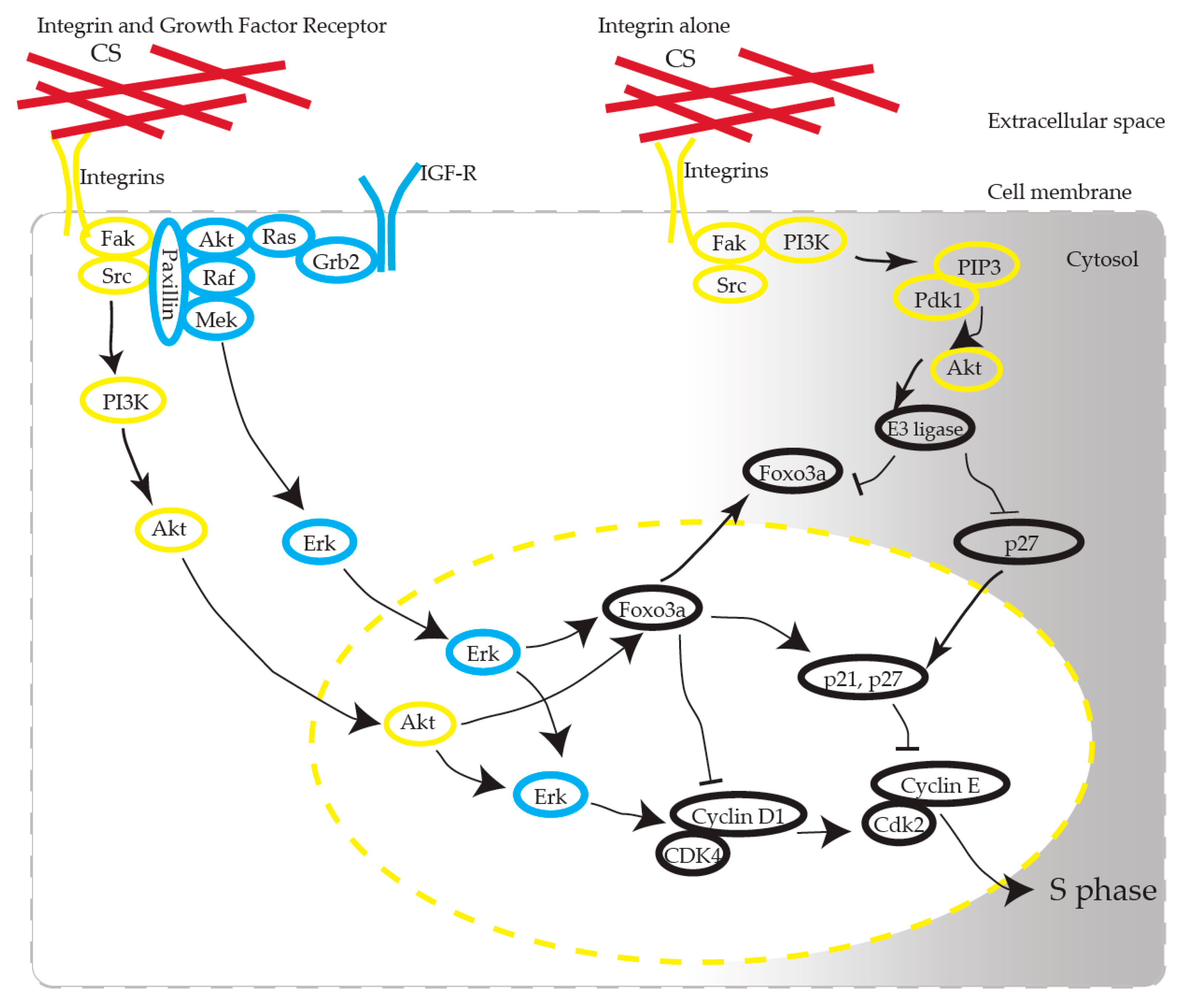 Ijms 21 01955 g009 Ijms 21 01955 g009