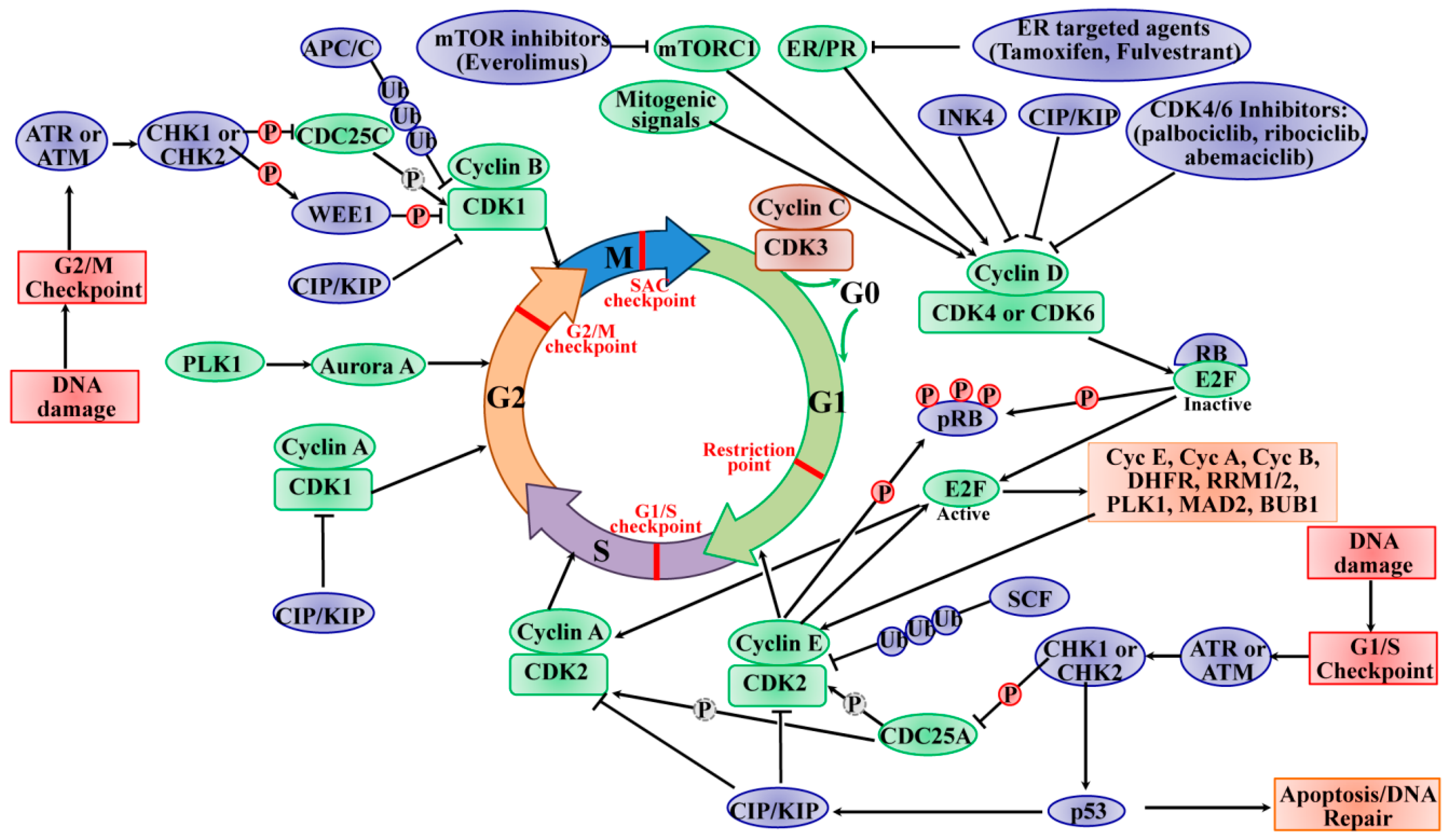 https://www.mdpi.com/ijms/ijms-21-01960/article_deploy/html/images/ijms-21-01960-g001.png