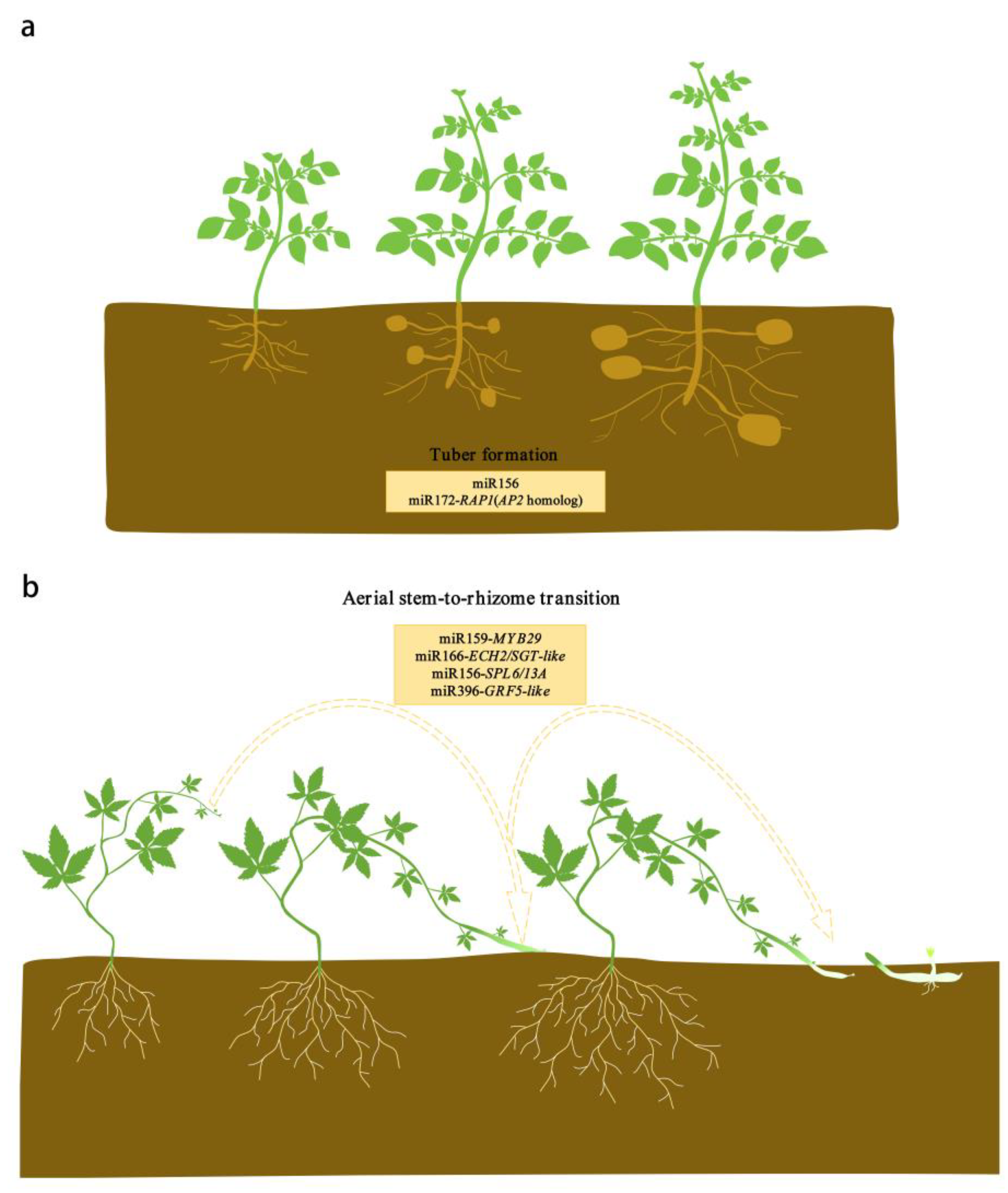 Ijms 21 01971 g002 Ijms 21 01971 g002