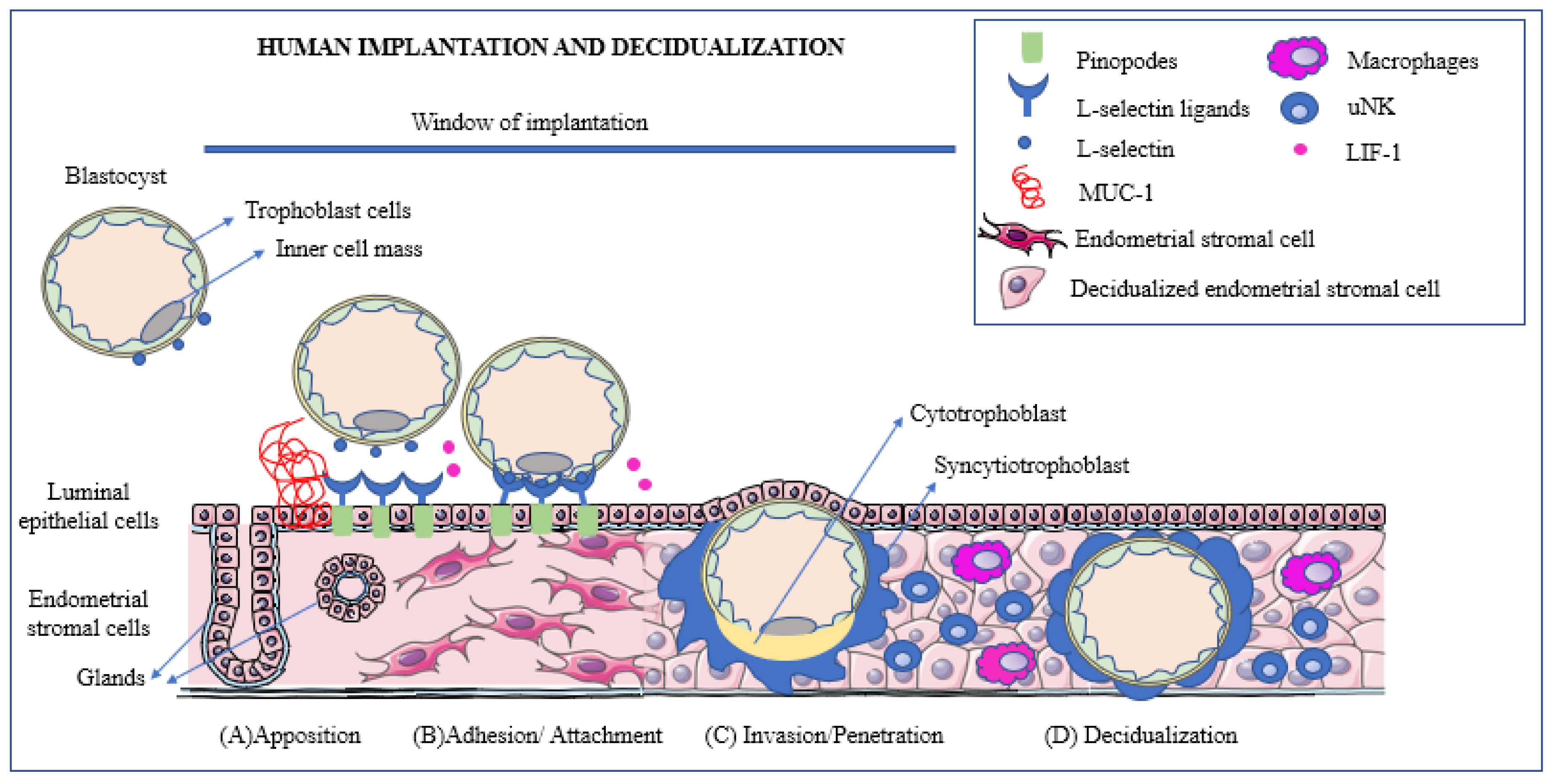 IJMS Free Full Text Physiologic Events of Embryo  