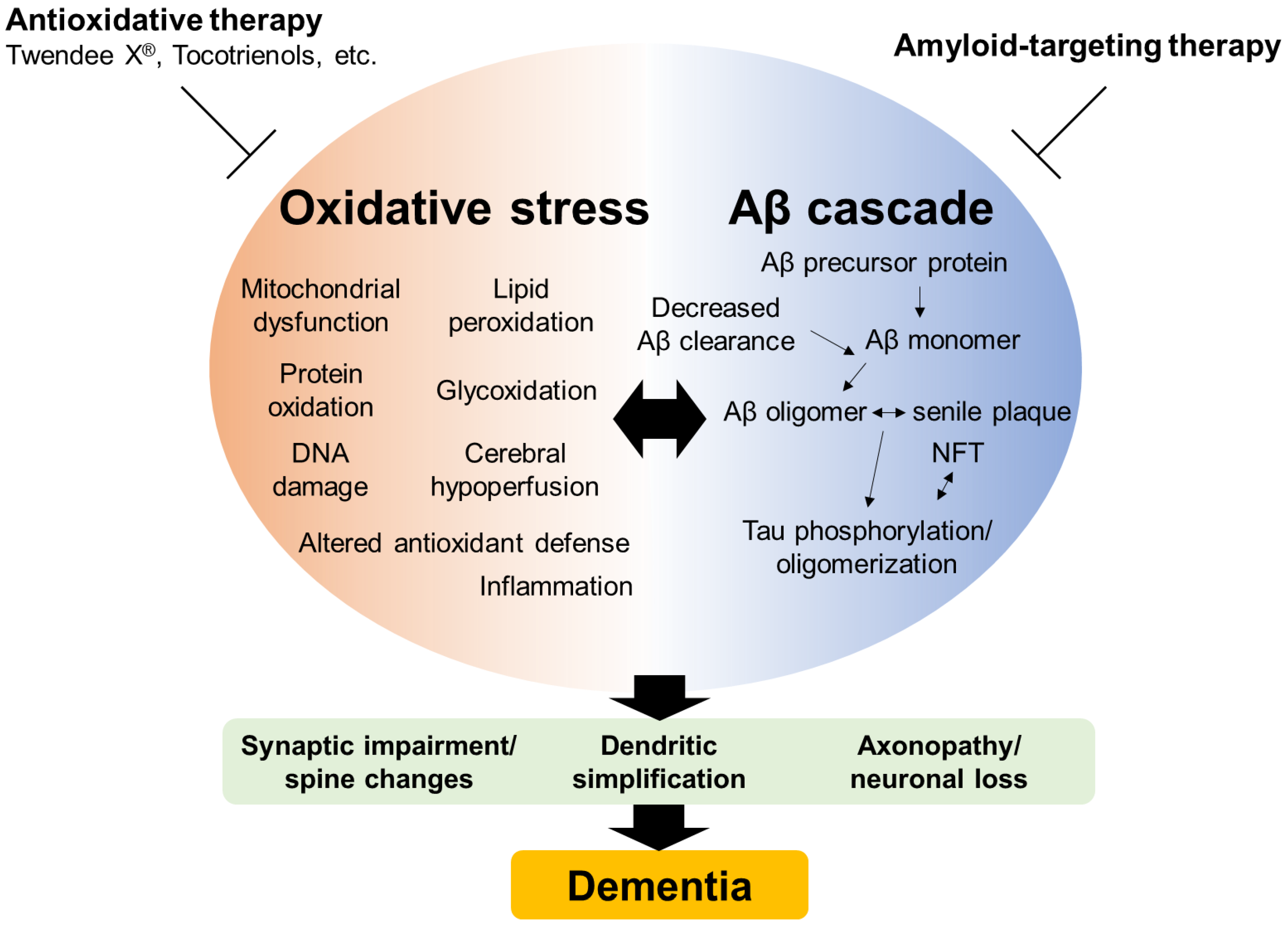 Ijms Free Full Text Prevention Of Cognitive Decline In Alzheimer S Disease By Novel Antioxidative Supplements Html