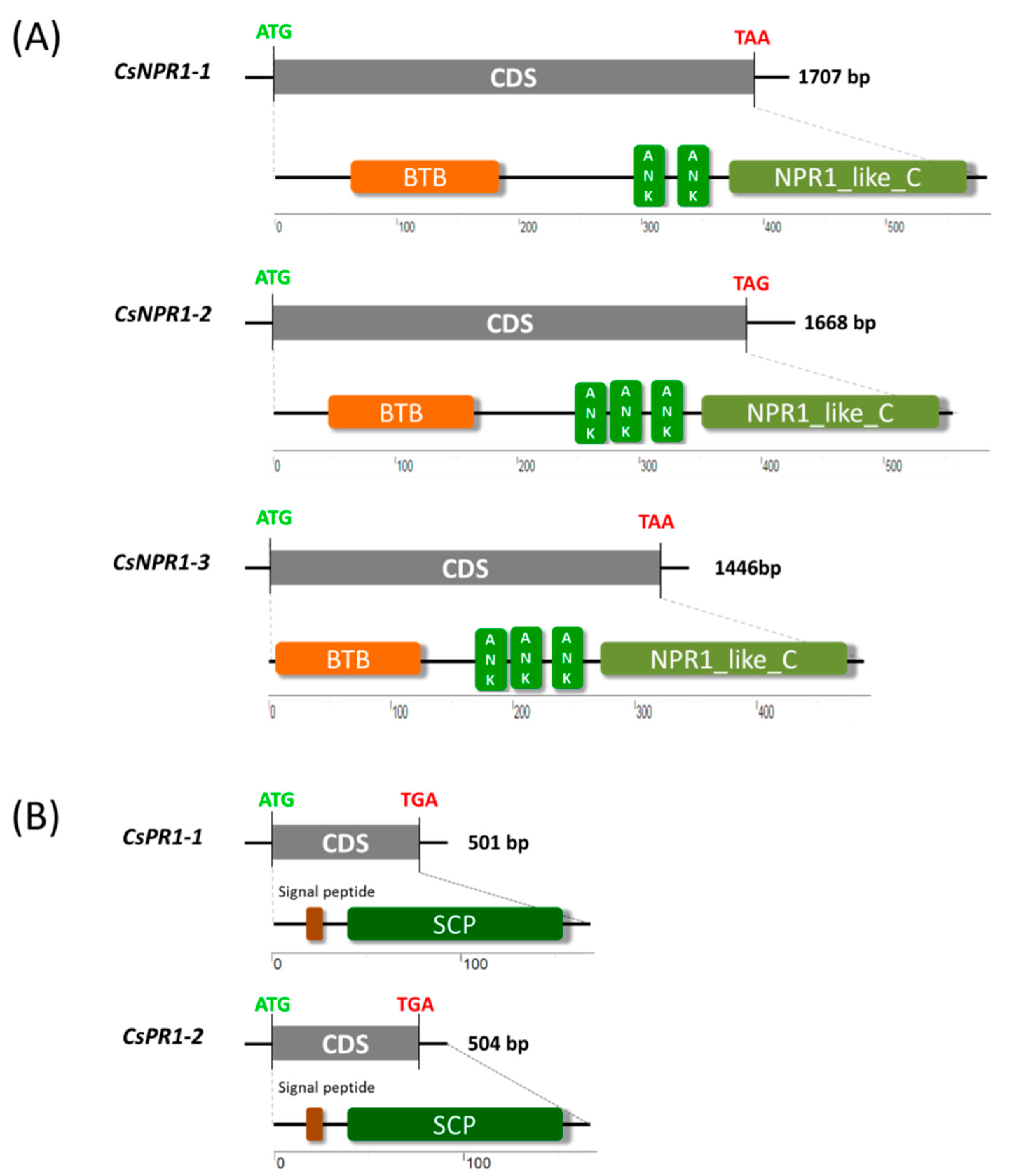 Ijms 21 01977 g001 Ijms 21 01977 g001