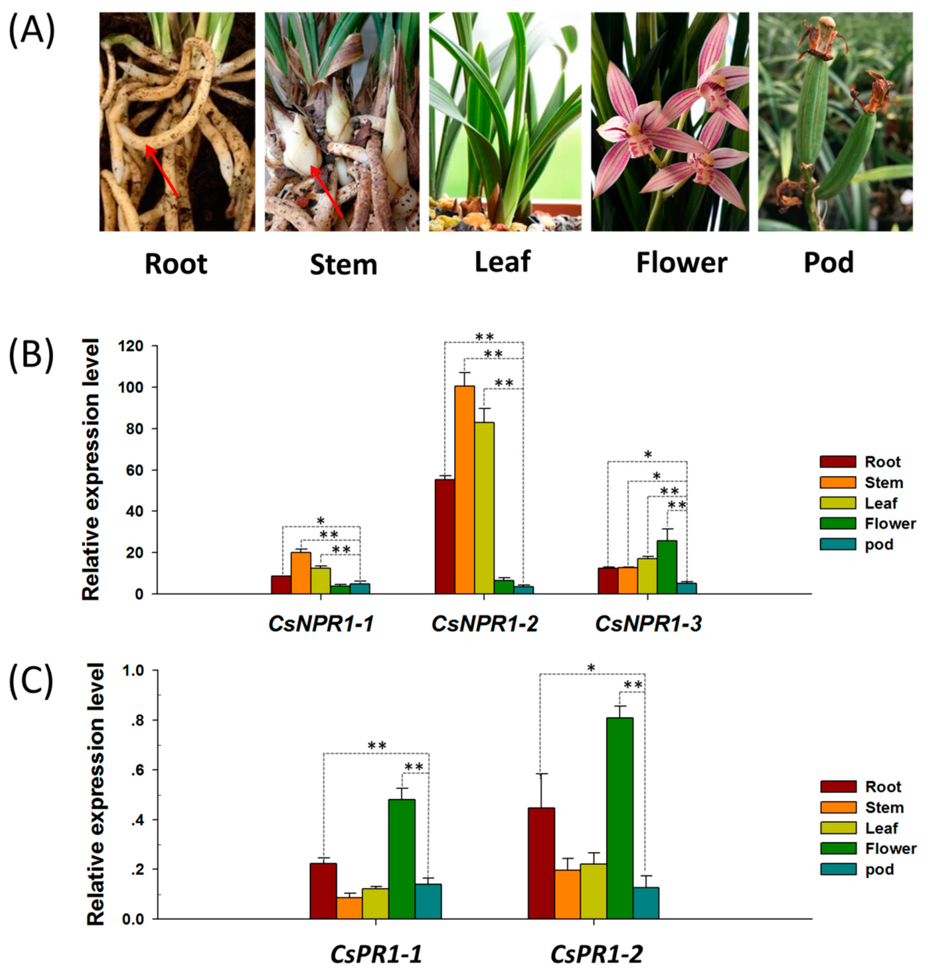 Ijms 21 01977 g003 Ijms 21 01977 g003