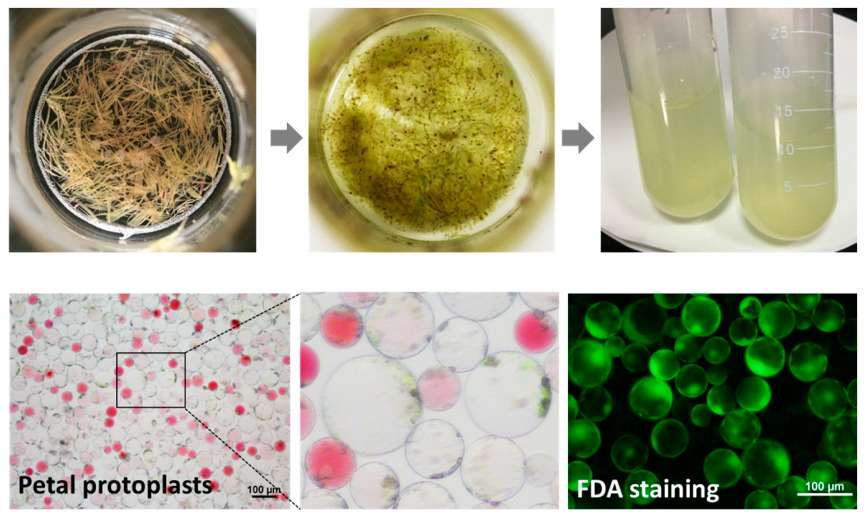 Ijms 21 01977 g004 Ijms 21 01977 g004