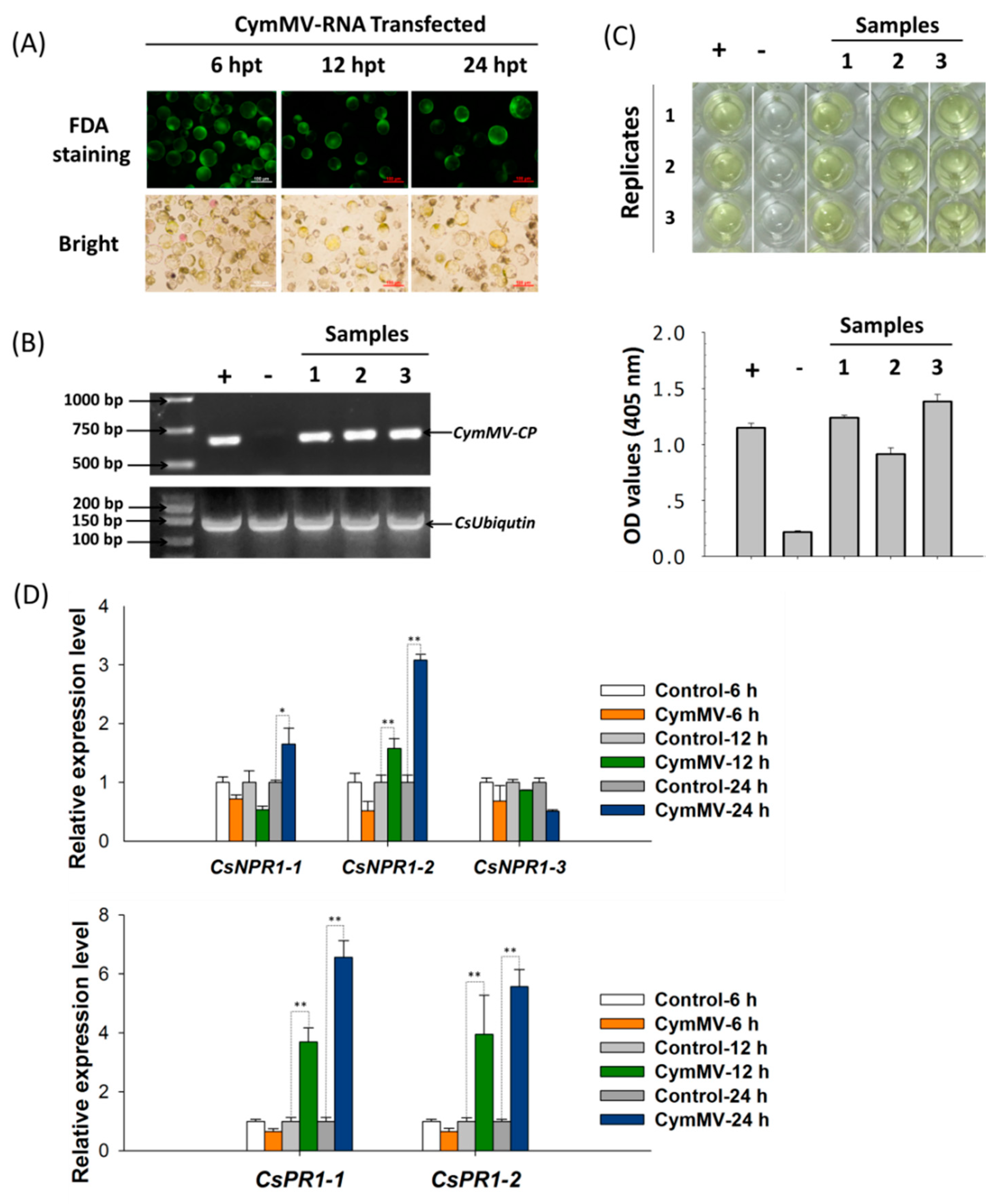 Ijms 21 01977 g006 Ijms 21 01977 g006