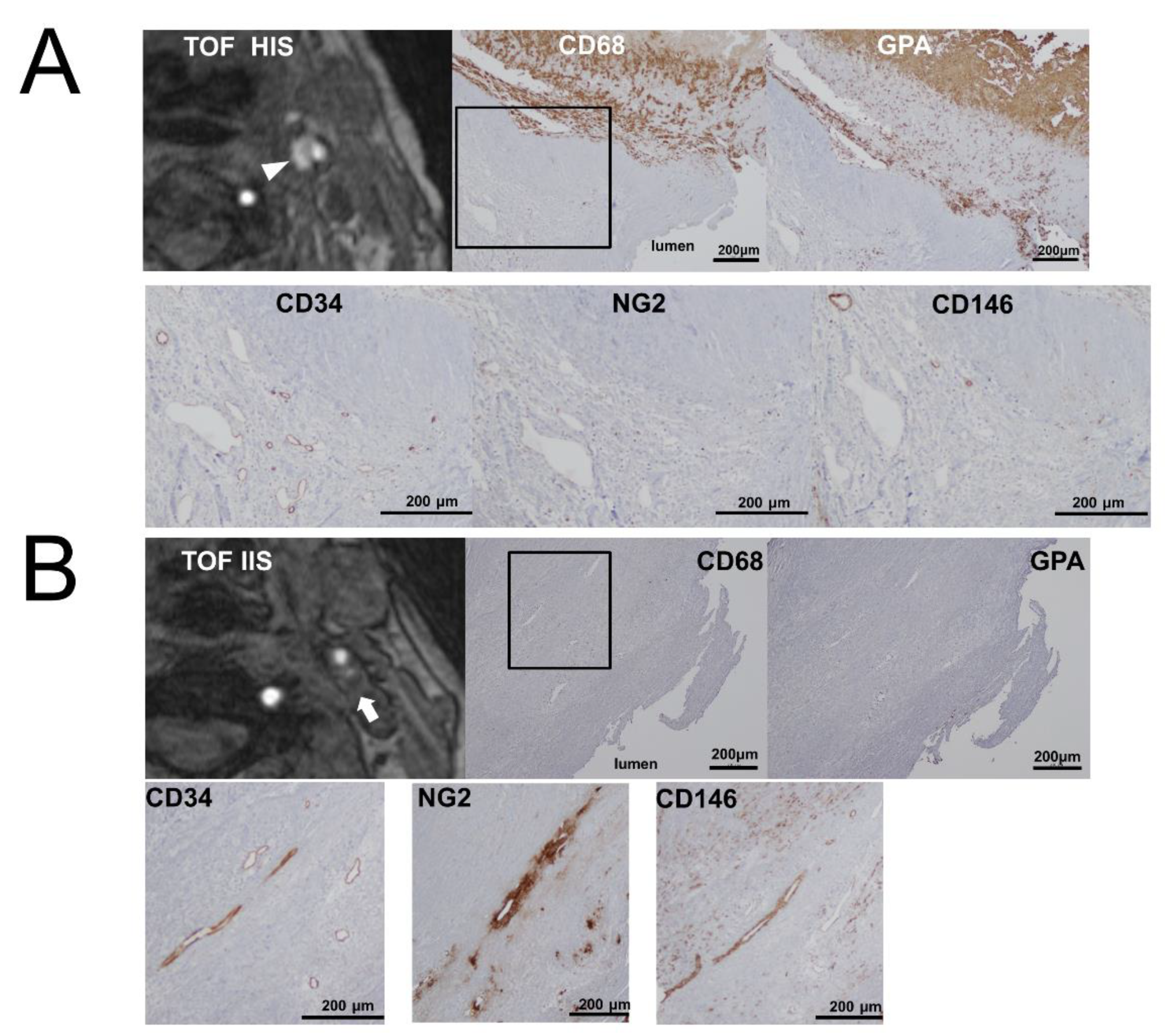 Ijms 21 01980 g003 Ijms 21 01980 g003