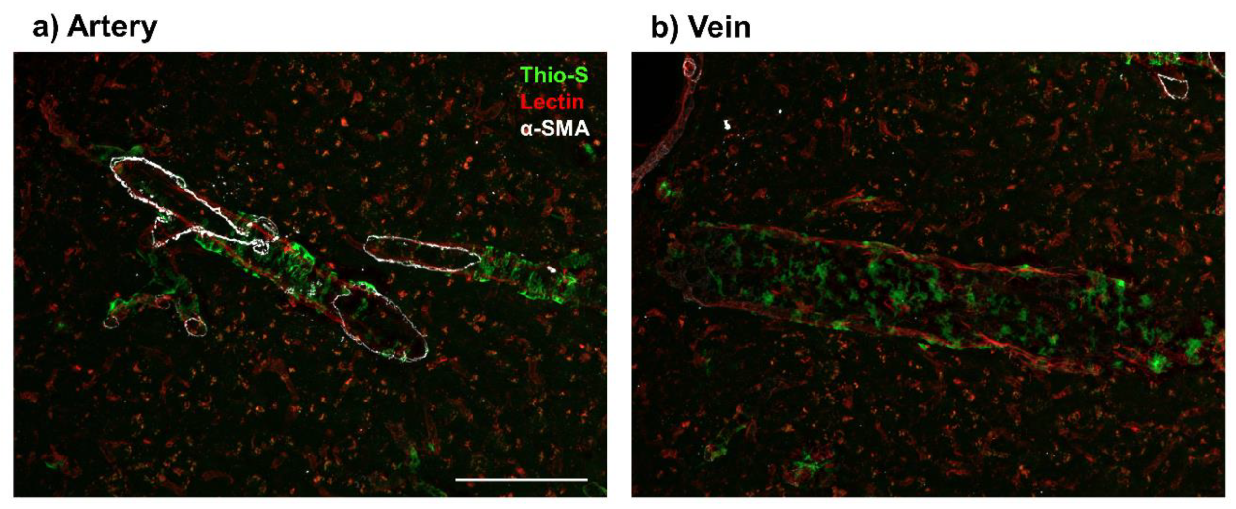 Ijms 21 01985 g001 Ijms 21 01985 g001