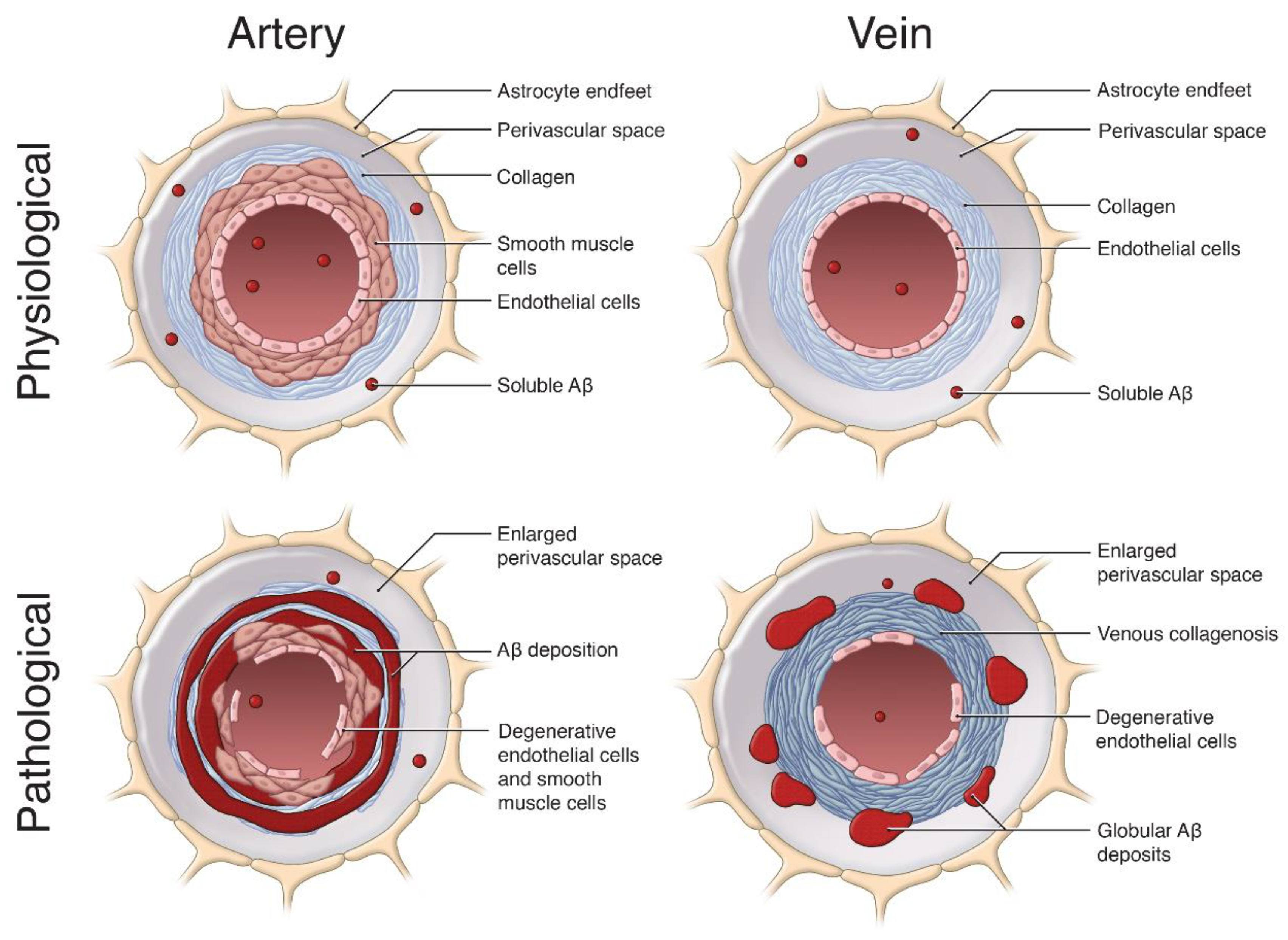 Ijms 21 01985 g002 Ijms 21 01985 g002