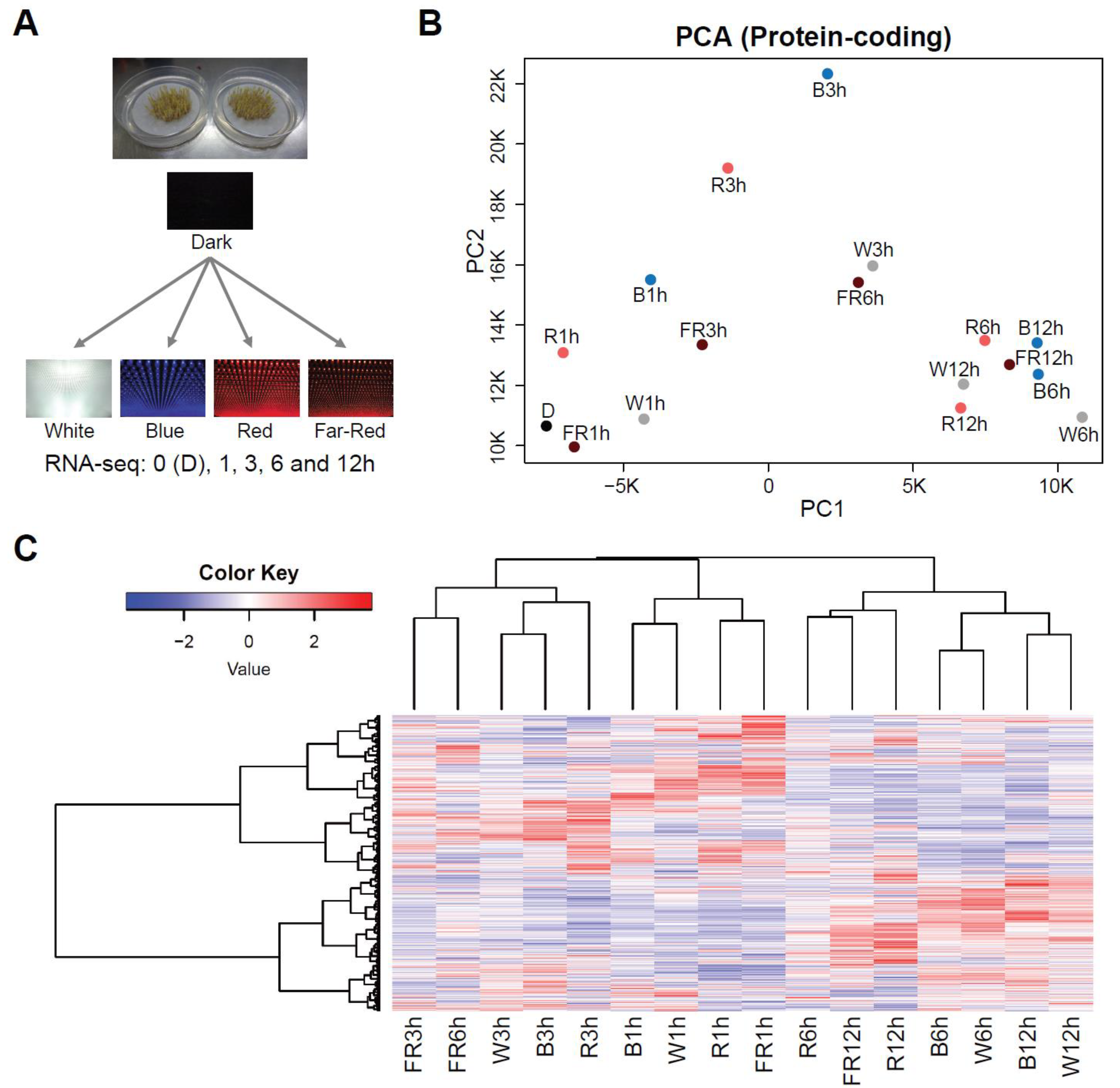 Ijms 21 01993 g001 Ijms 21 01993 g001