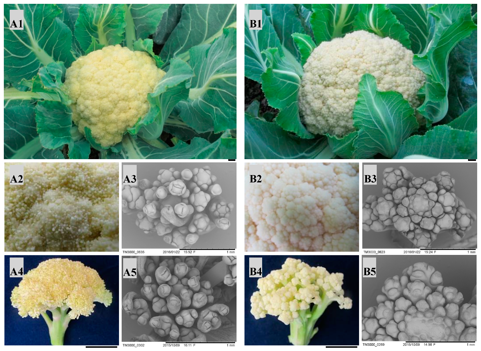 Ijms 21 01999 g001 Ijms 21 01999 g001