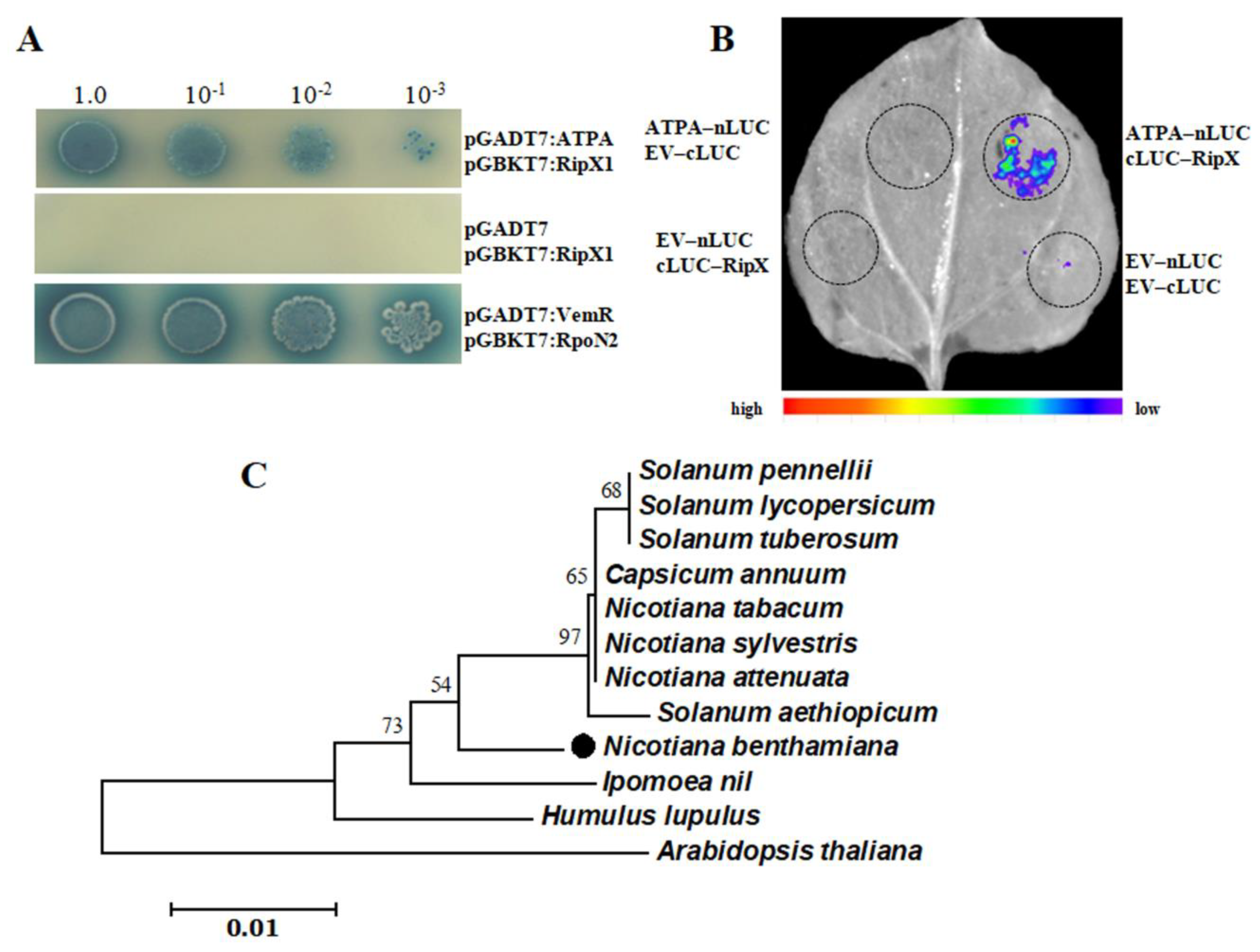 Ijms 21 02000 g003 Ijms 21 02000 g003
