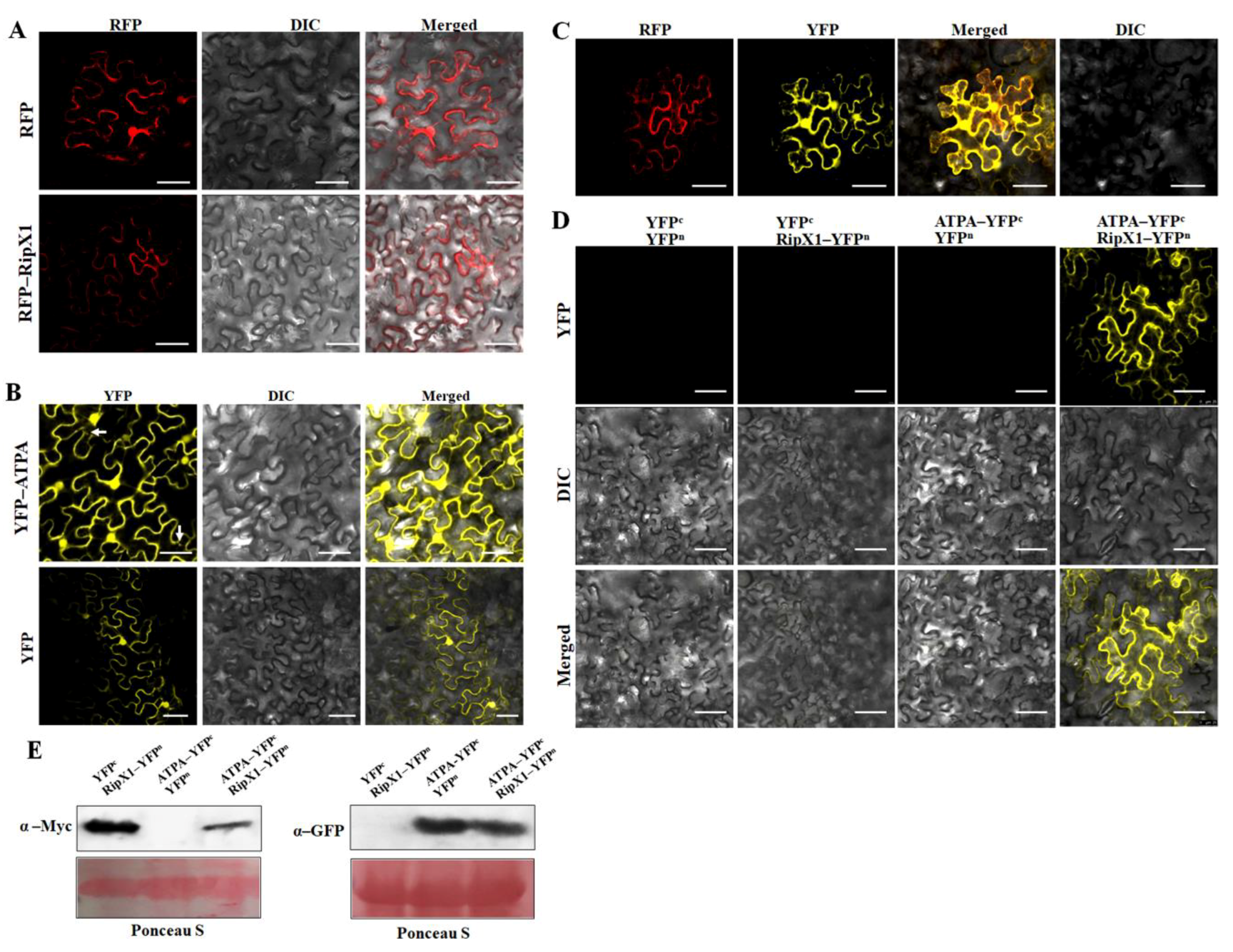 Ijms 21 02000 g004 Ijms 21 02000 g004