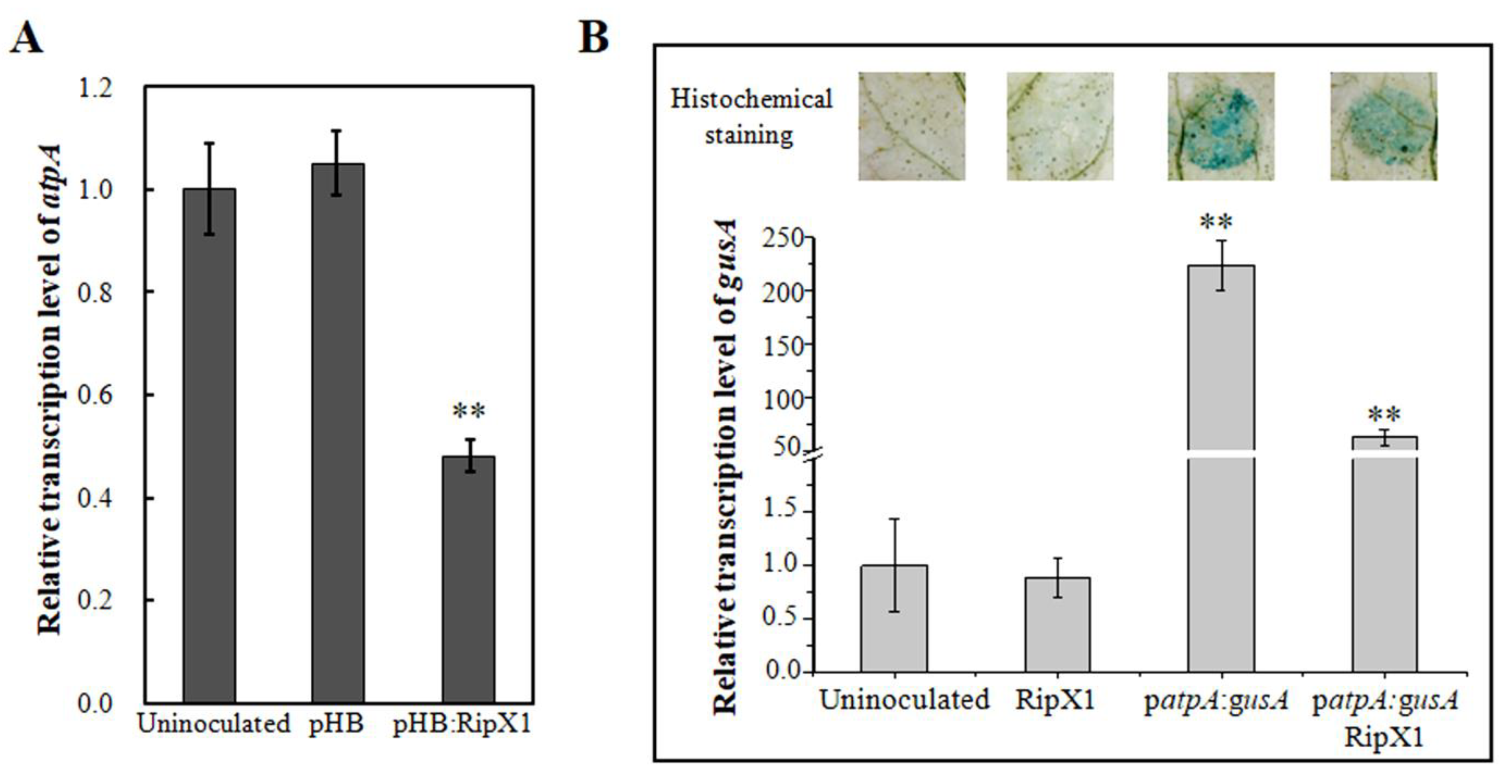Ijms 21 02000 g006 Ijms 21 02000 g006