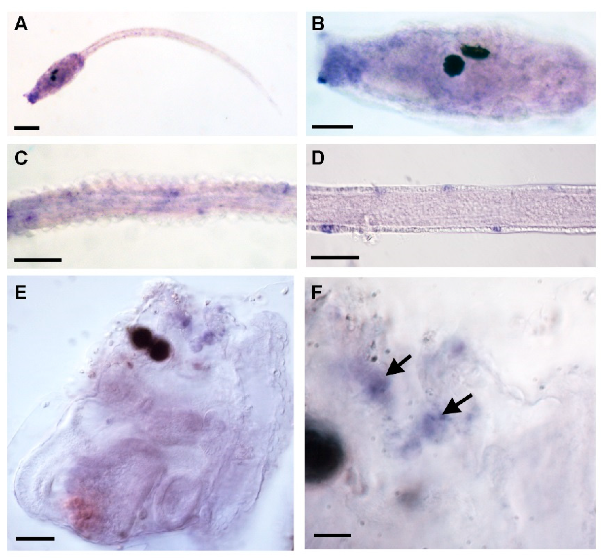 Ijms 21 02001 g002 Ijms 21 02001 g002