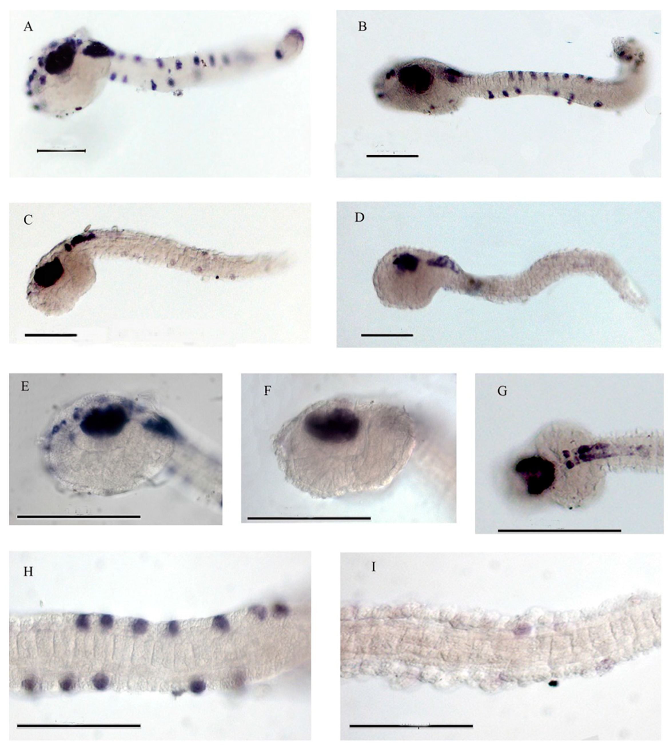 Ijms 21 02001 g003 Ijms 21 02001 g003