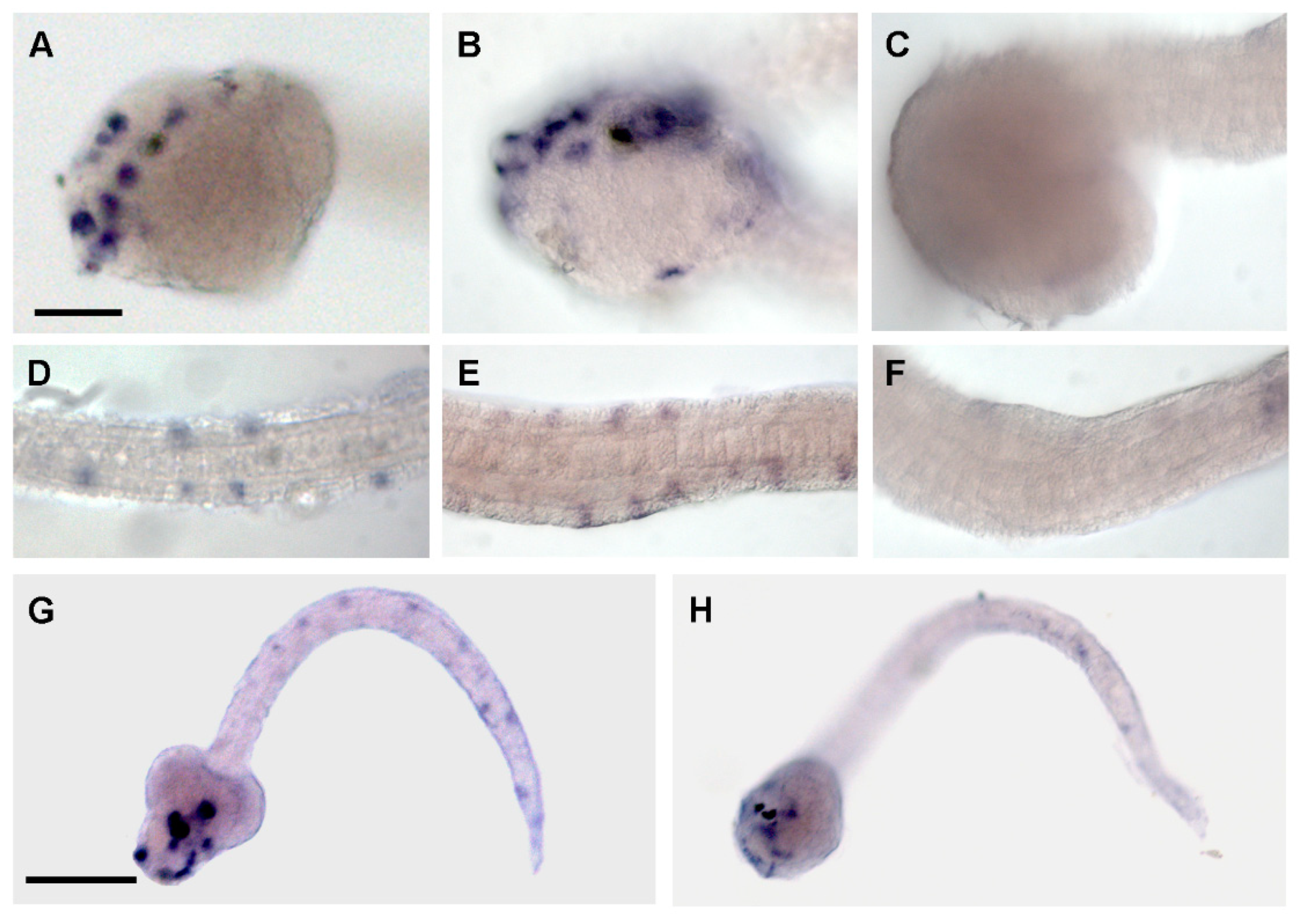 Ijms 21 02001 g004 Ijms 21 02001 g004