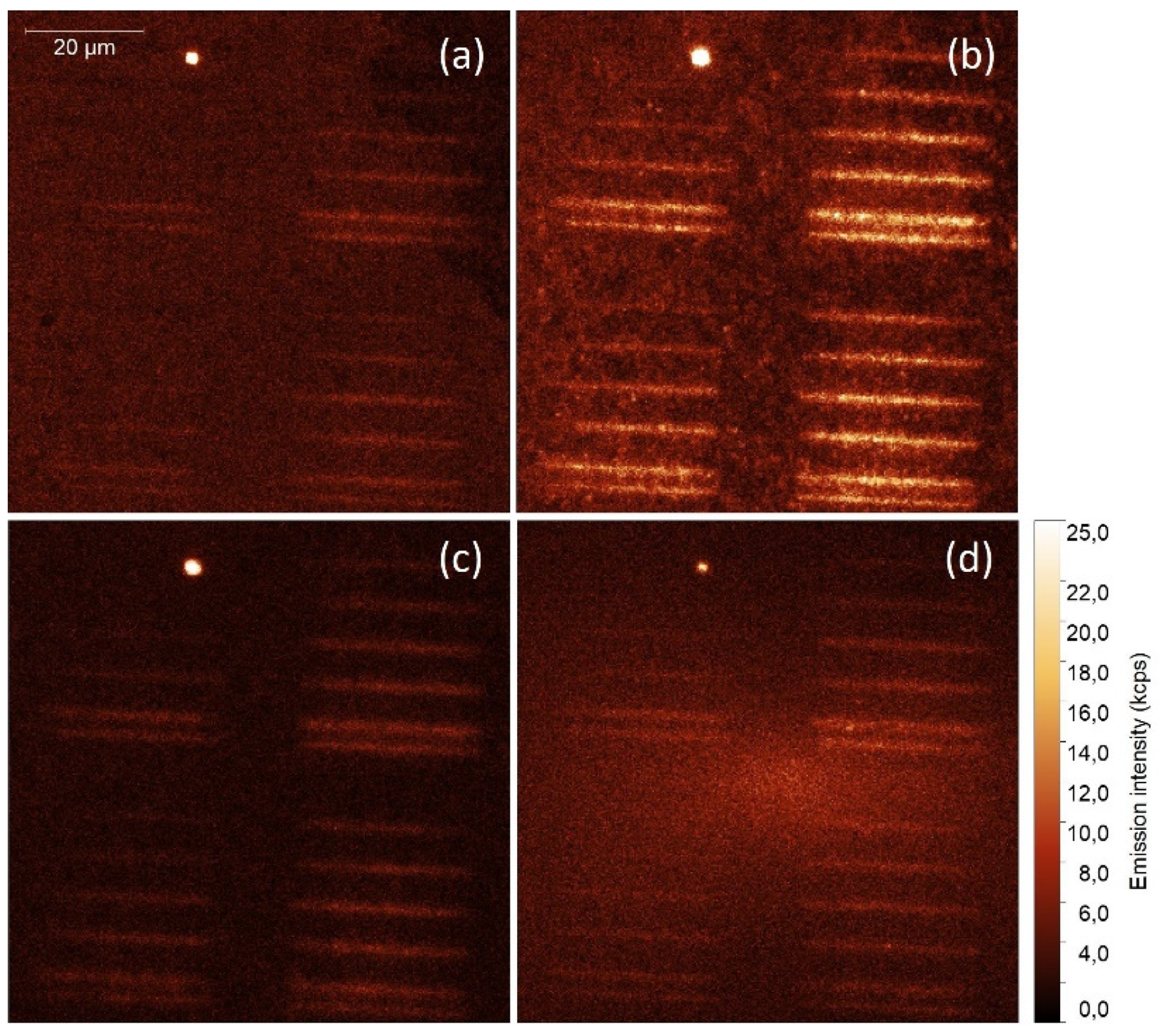 Ijms 21 02006 g002 Ijms 21 02006 g002