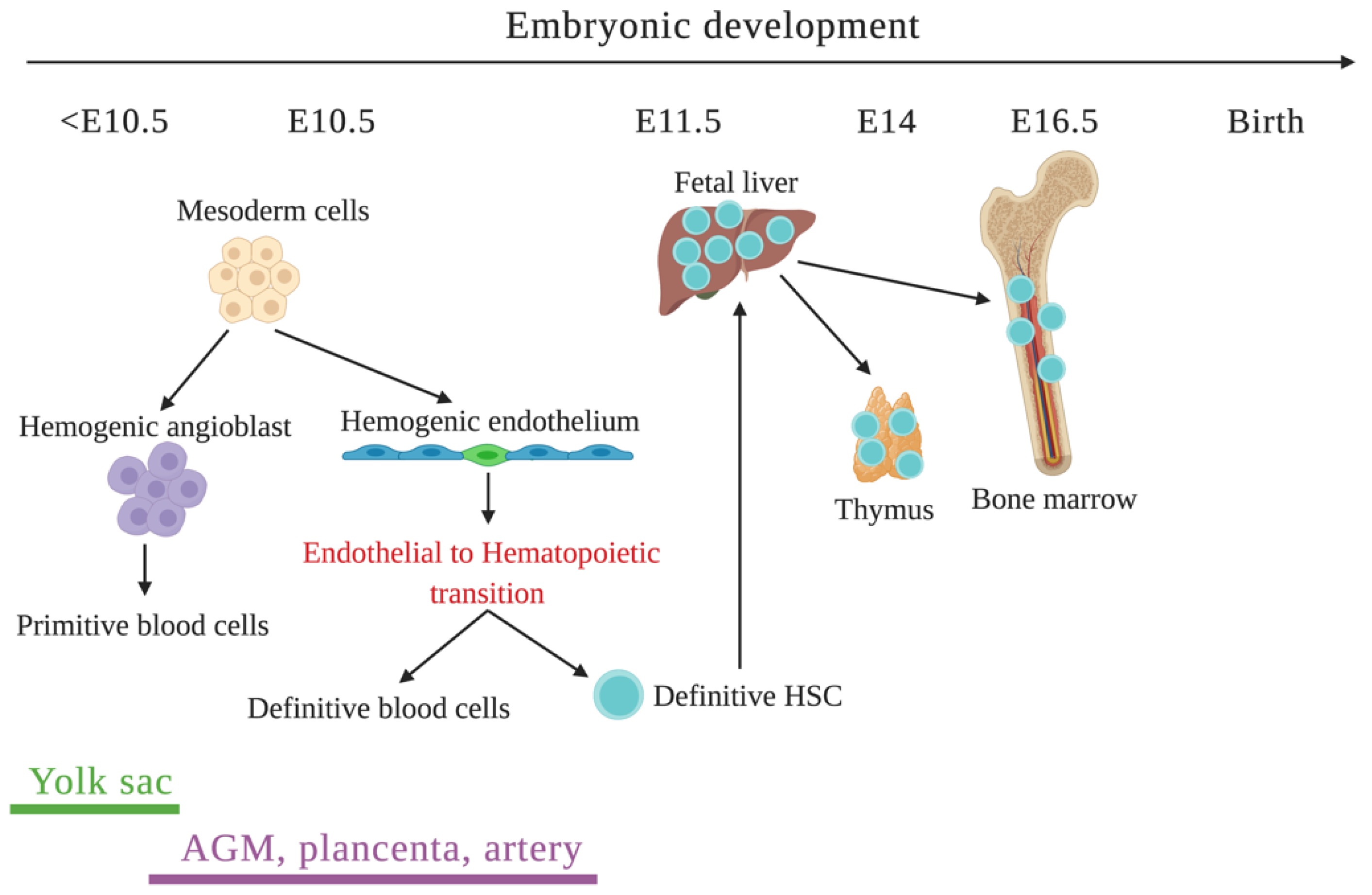 Ijms 21 02015 g003 Ijms 21 02015 g003