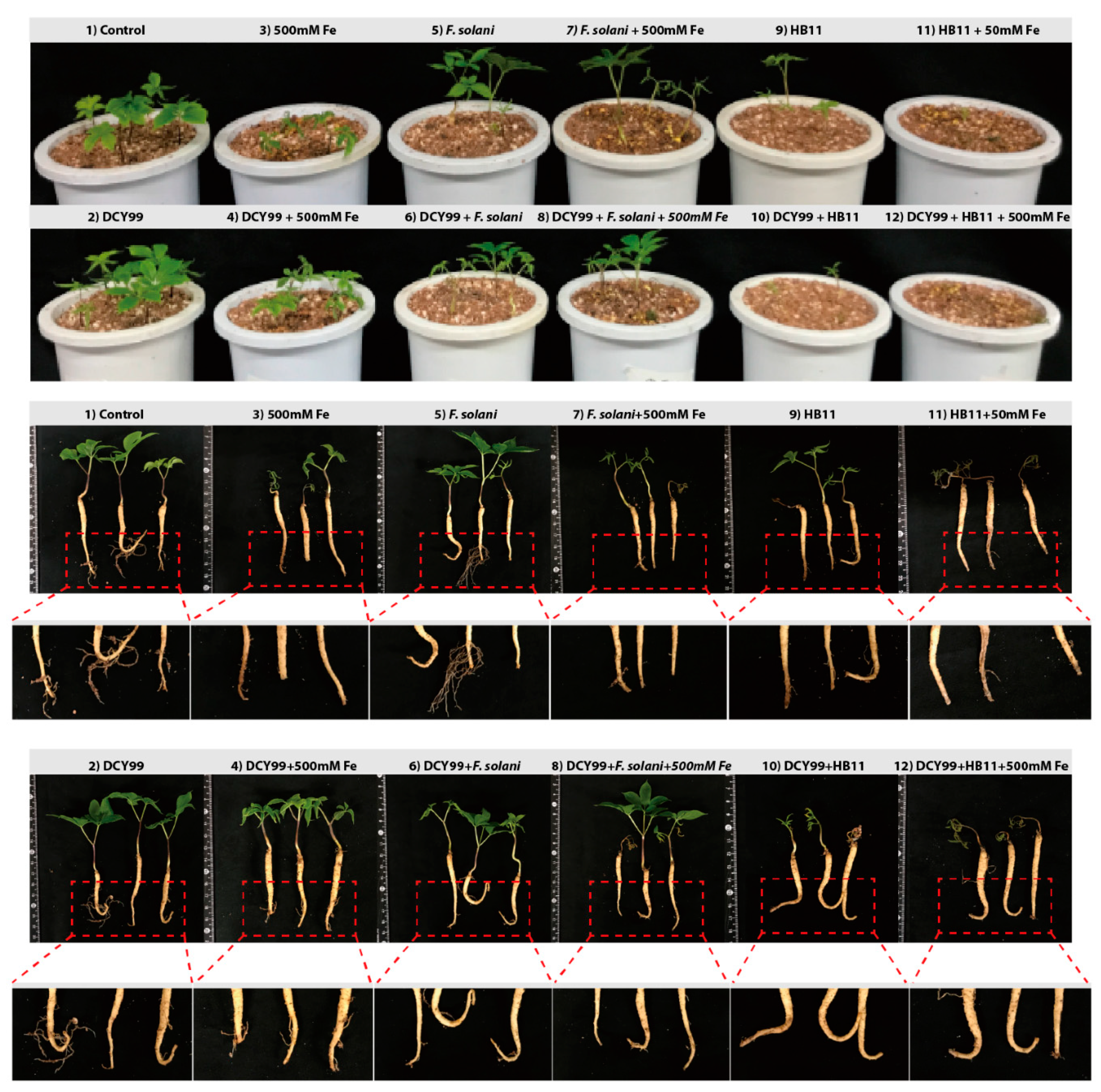 Ijms 21 02019 g004 Ijms 21 02019 g004