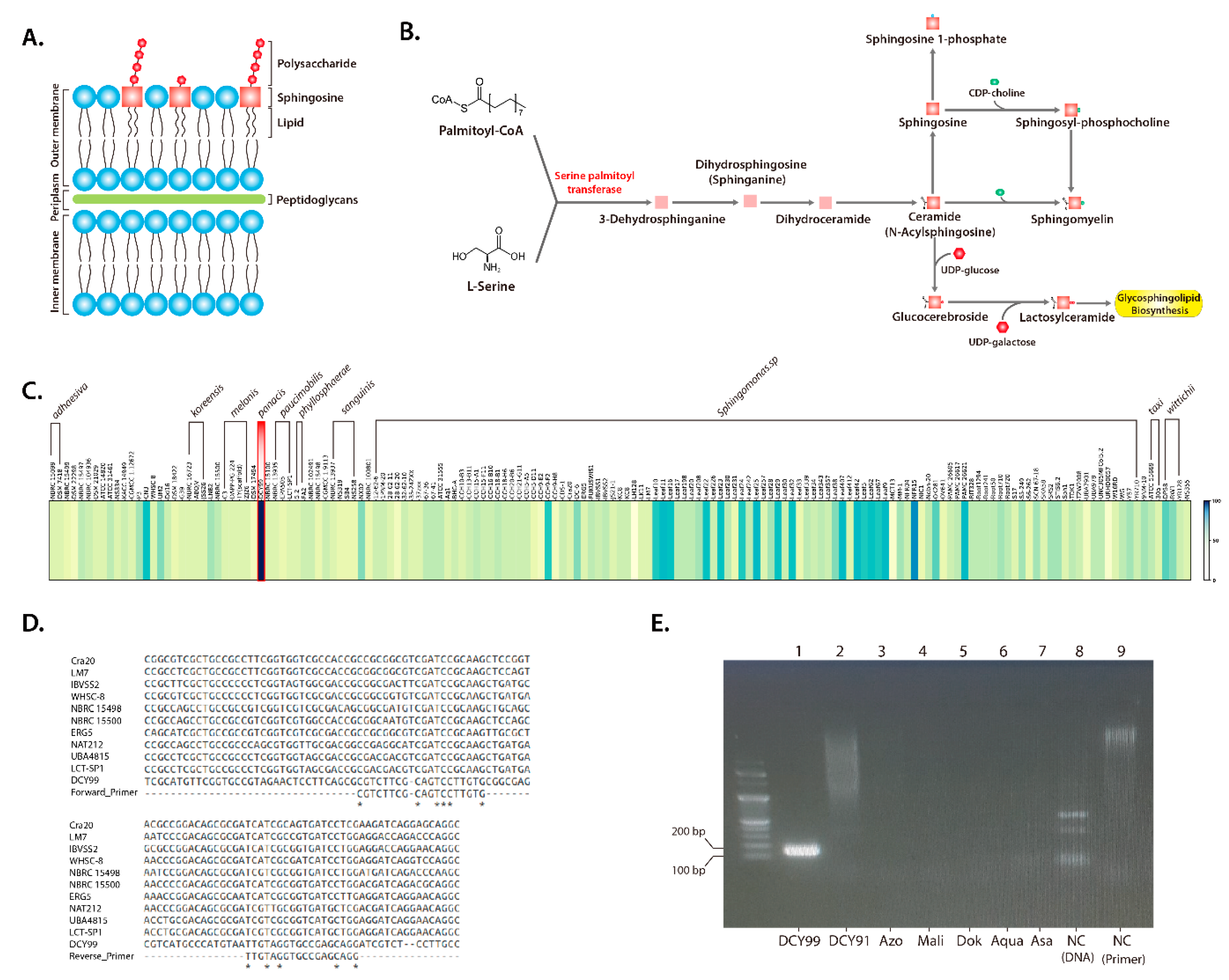 Ijms 21 02019 g006 Ijms 21 02019 g006
