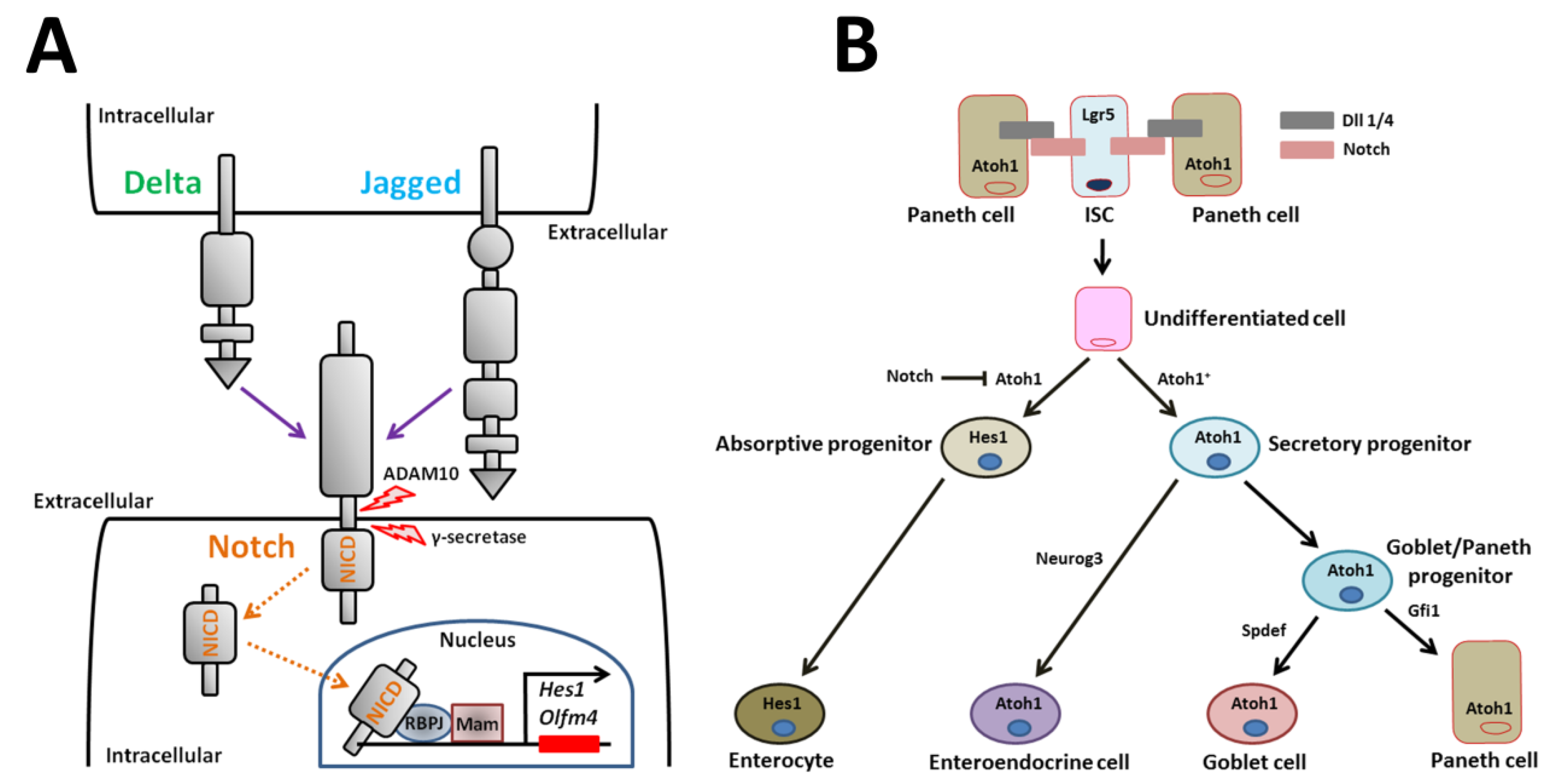 Ijms 21 02032 g003 Ijms 21 02032 g003