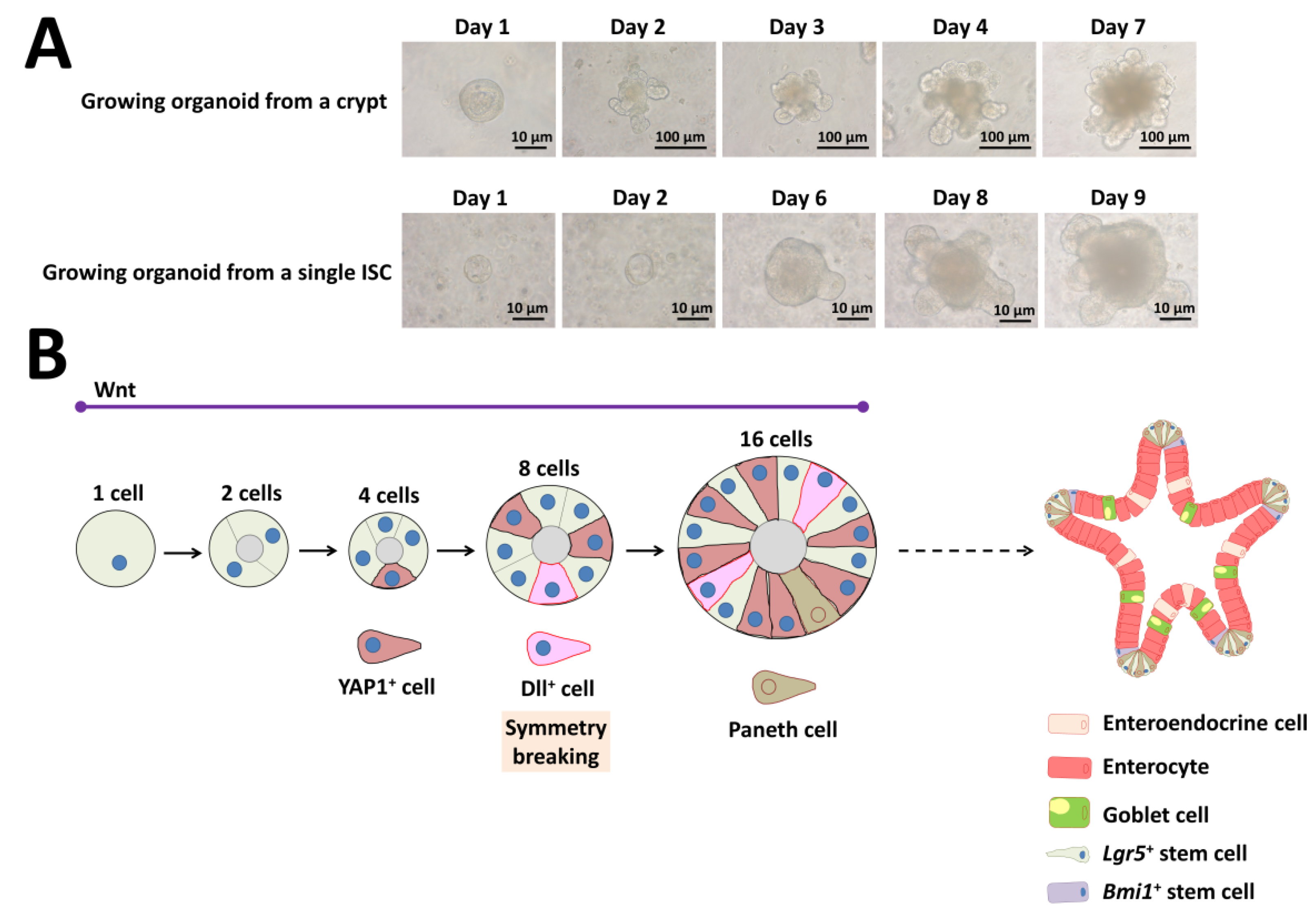 Ijms 21 02032 g006 Ijms 21 02032 g006